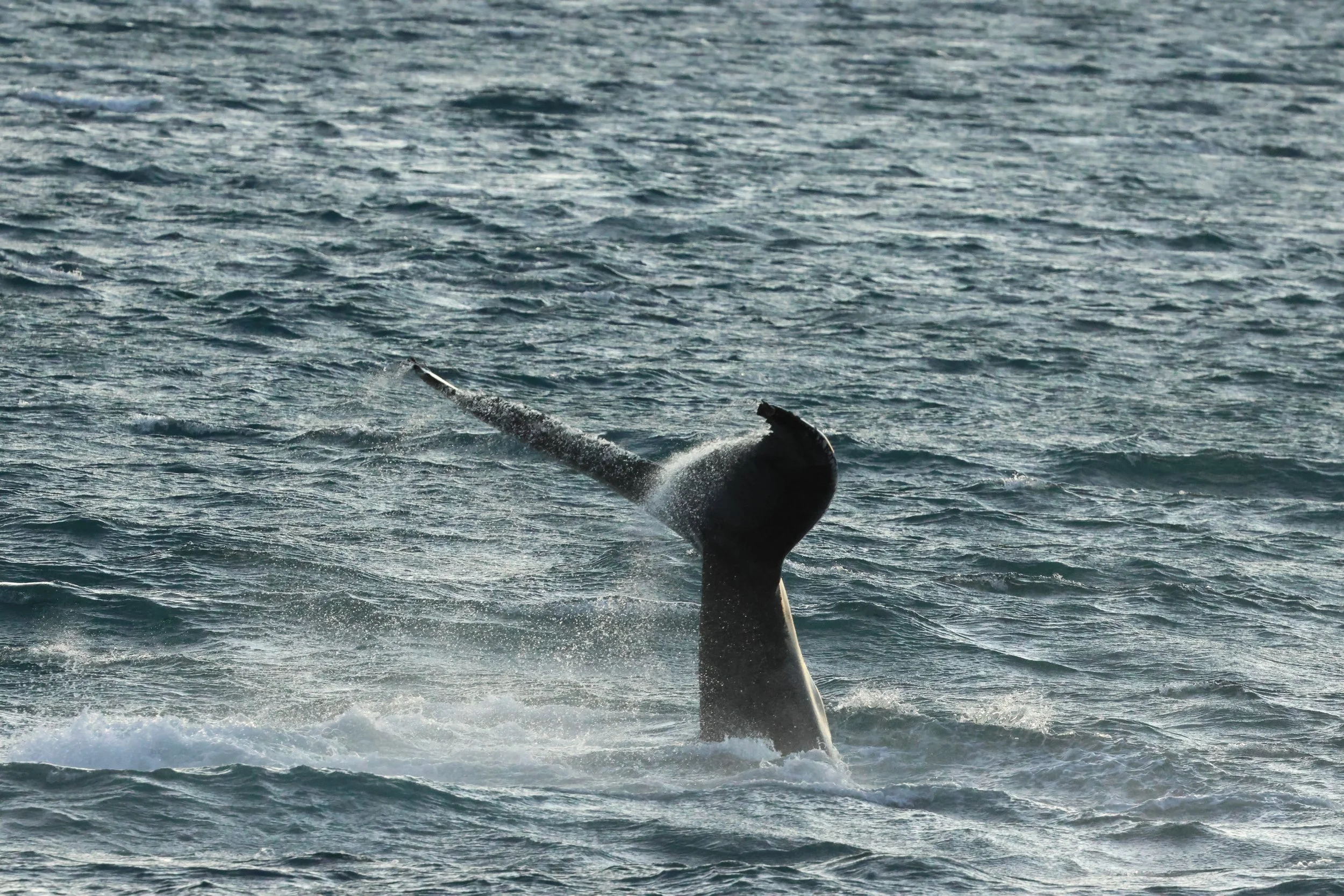 2025_12_30_1100_KON_GISELA (56).JPG