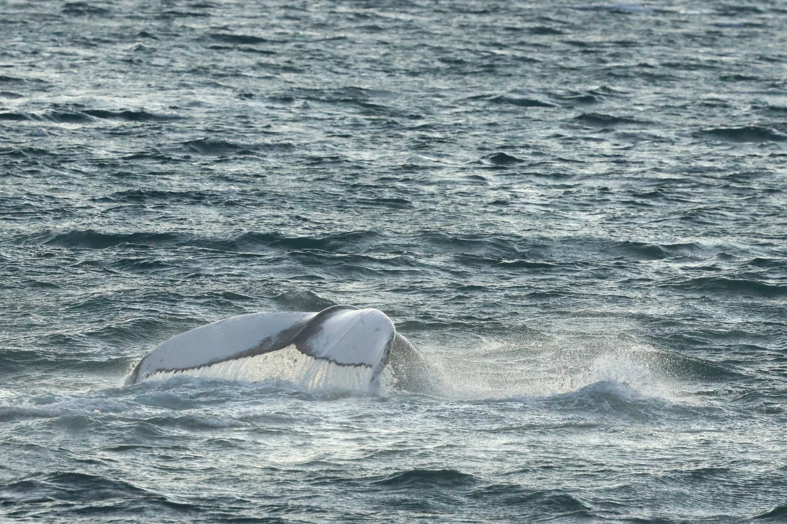 2025_12_30_1100_KON_GISELA (58).JPG