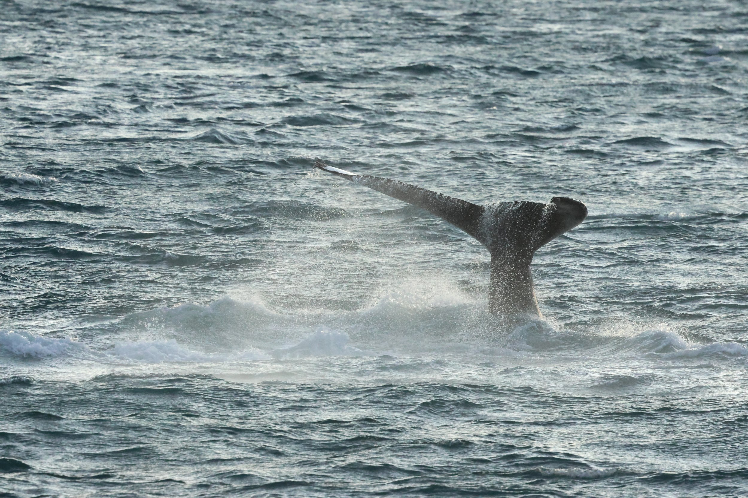 2025_12_30_1100_KON_GISELA (59).JPG