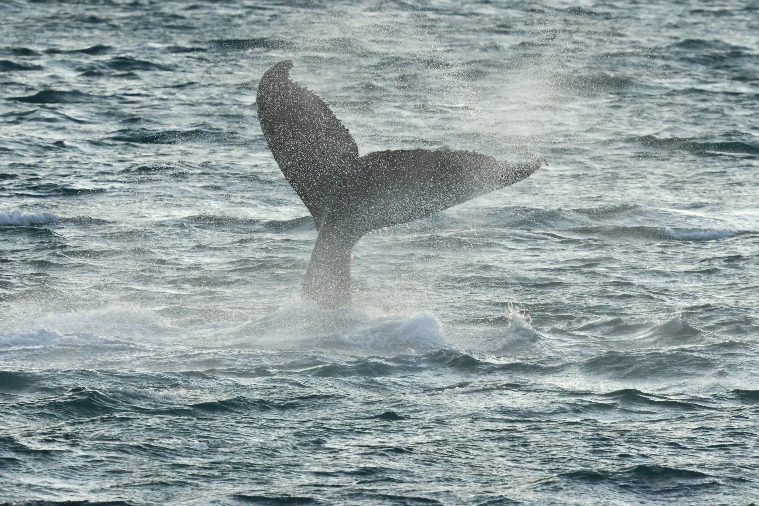 2025_12_30_1100_KON_GISELA (60).JPG