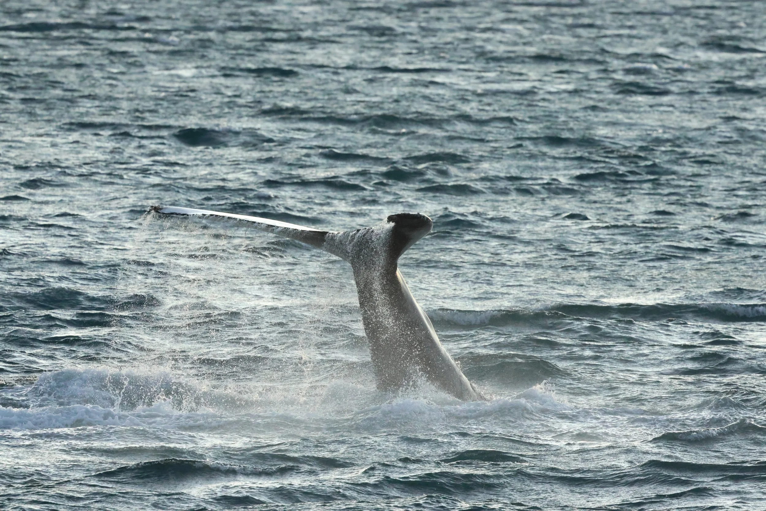 2025_12_30_1100_KON_GISELA (61).JPG