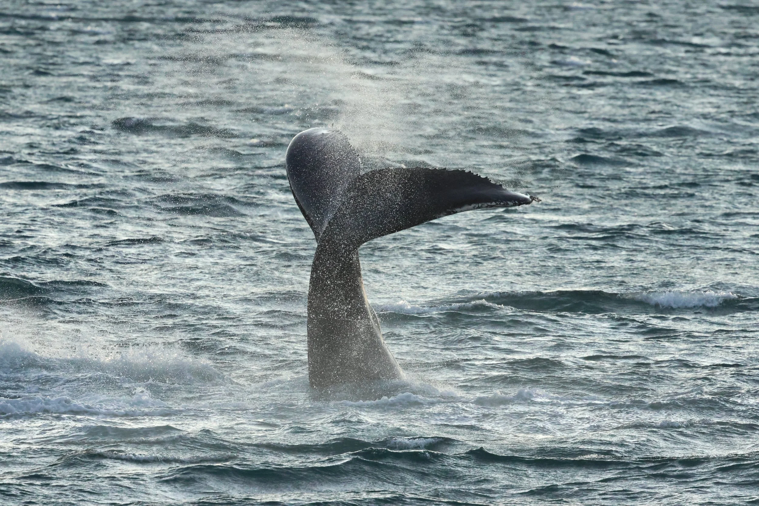 2025_12_30_1100_KON_GISELA (62).JPG