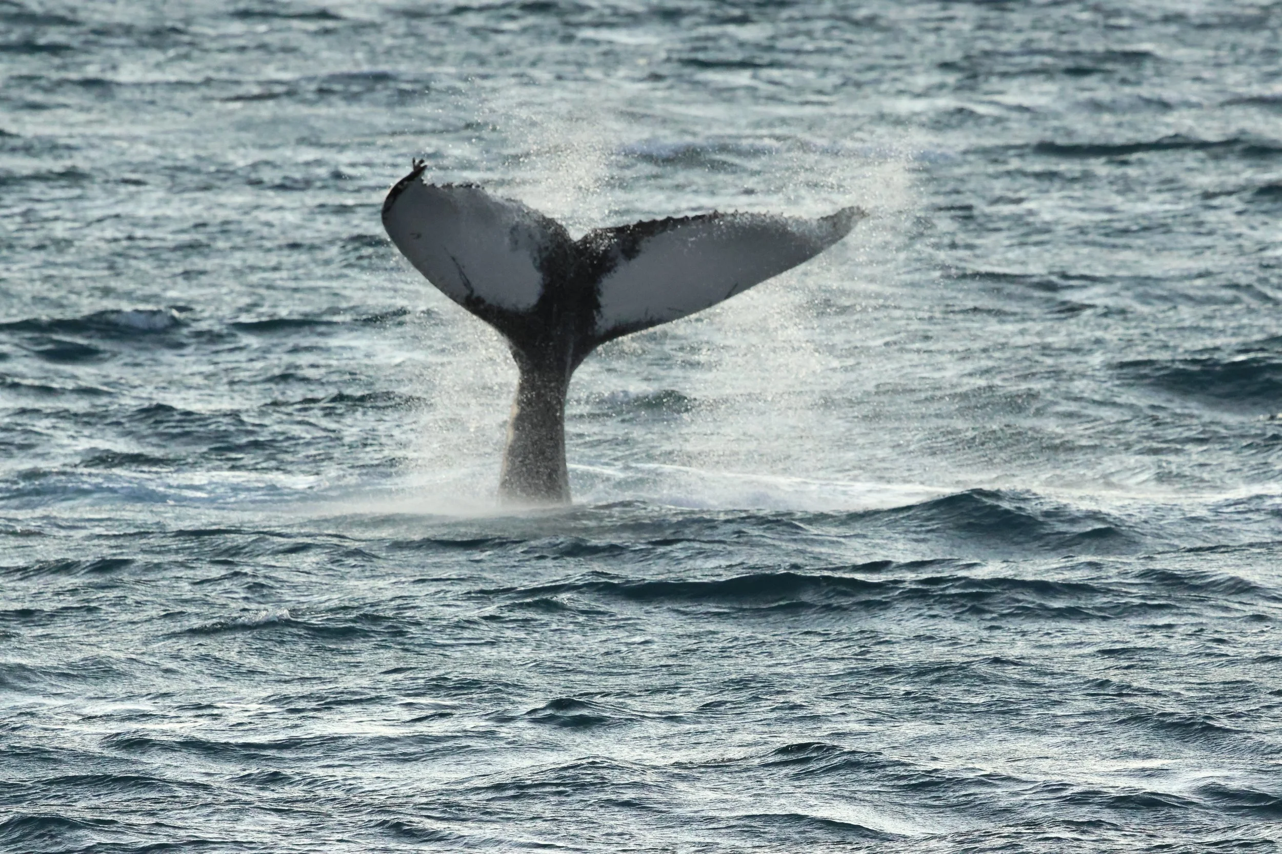 2025_12_30_1100_KON_GISELA (65).JPG