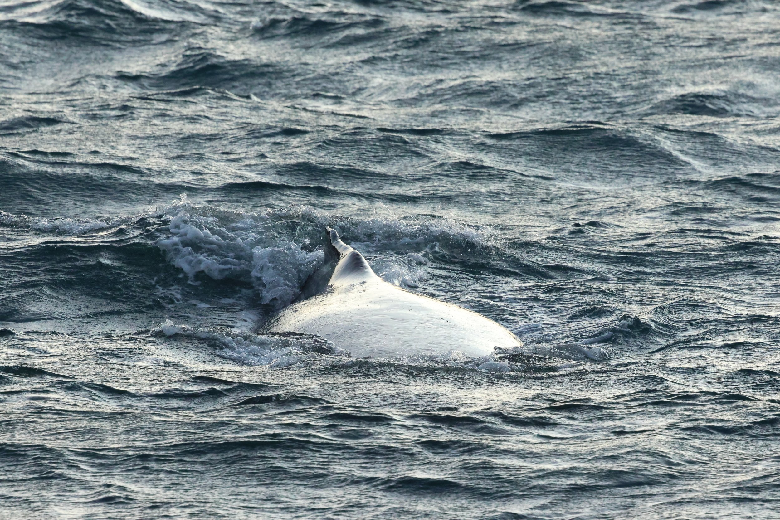 2025_12_30_1100_KON_GISELA (64).JPG