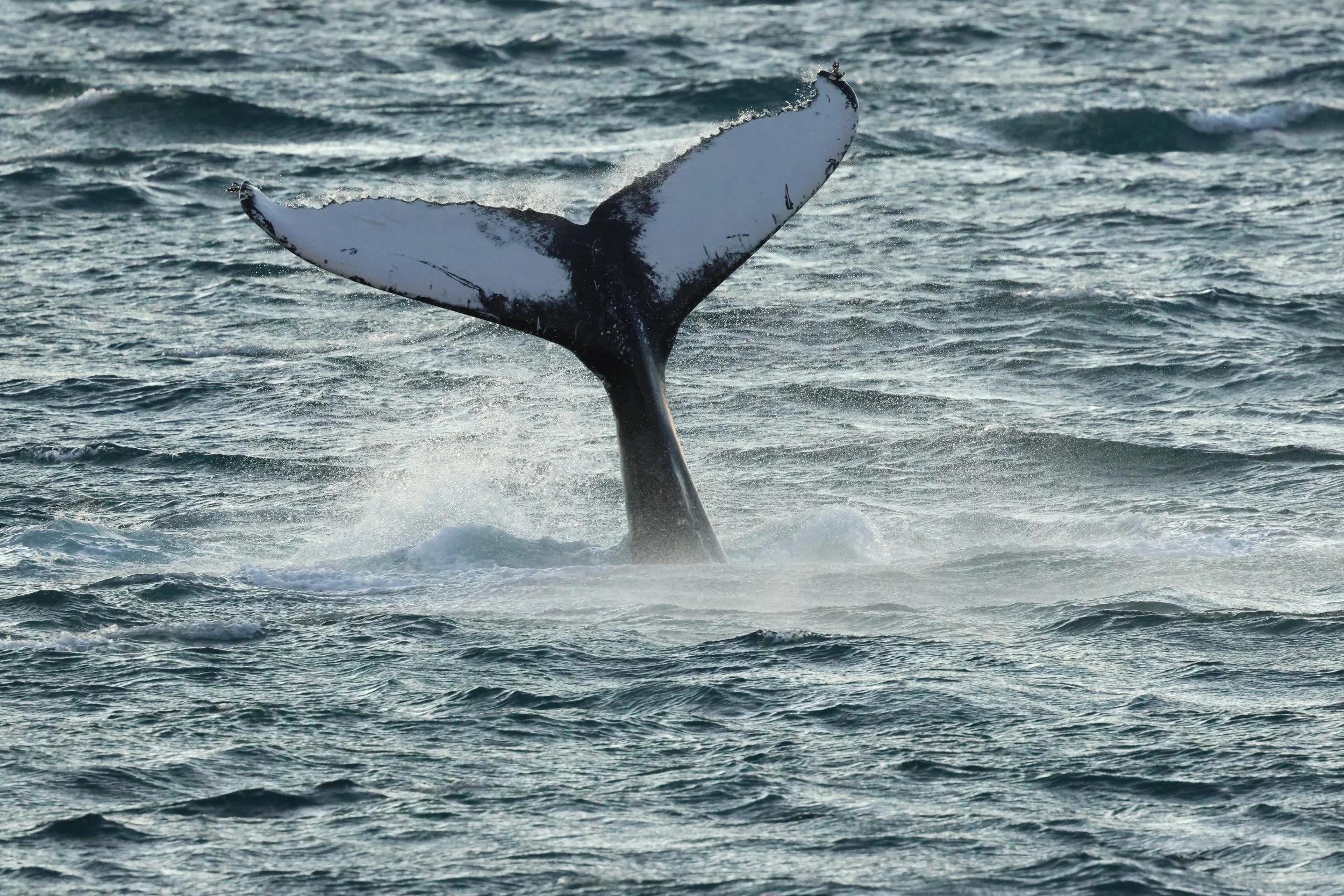 2025_12_30_1100_KON_GISELA (66).JPG