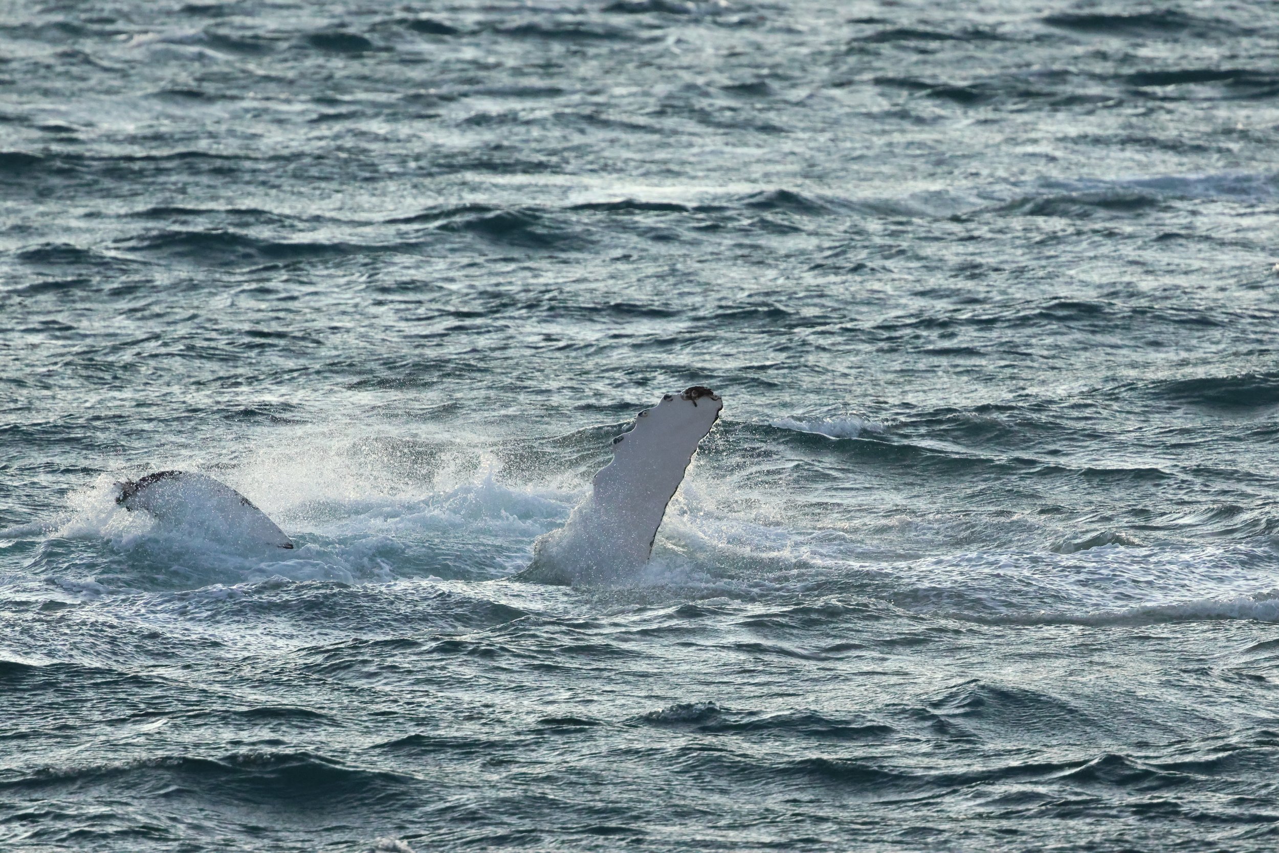 2025_12_30_1100_KON_GISELA (67).JPG