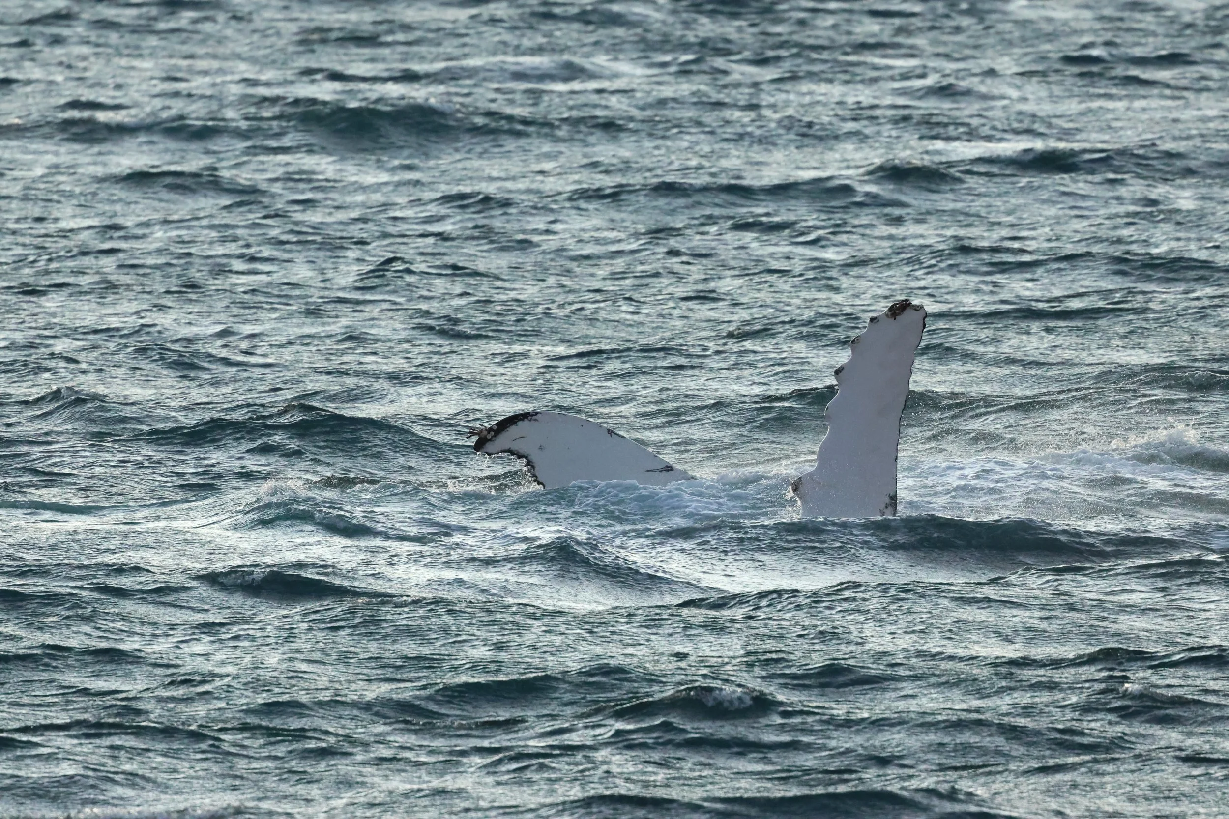 2025_12_30_1100_KON_GISELA (68).JPG