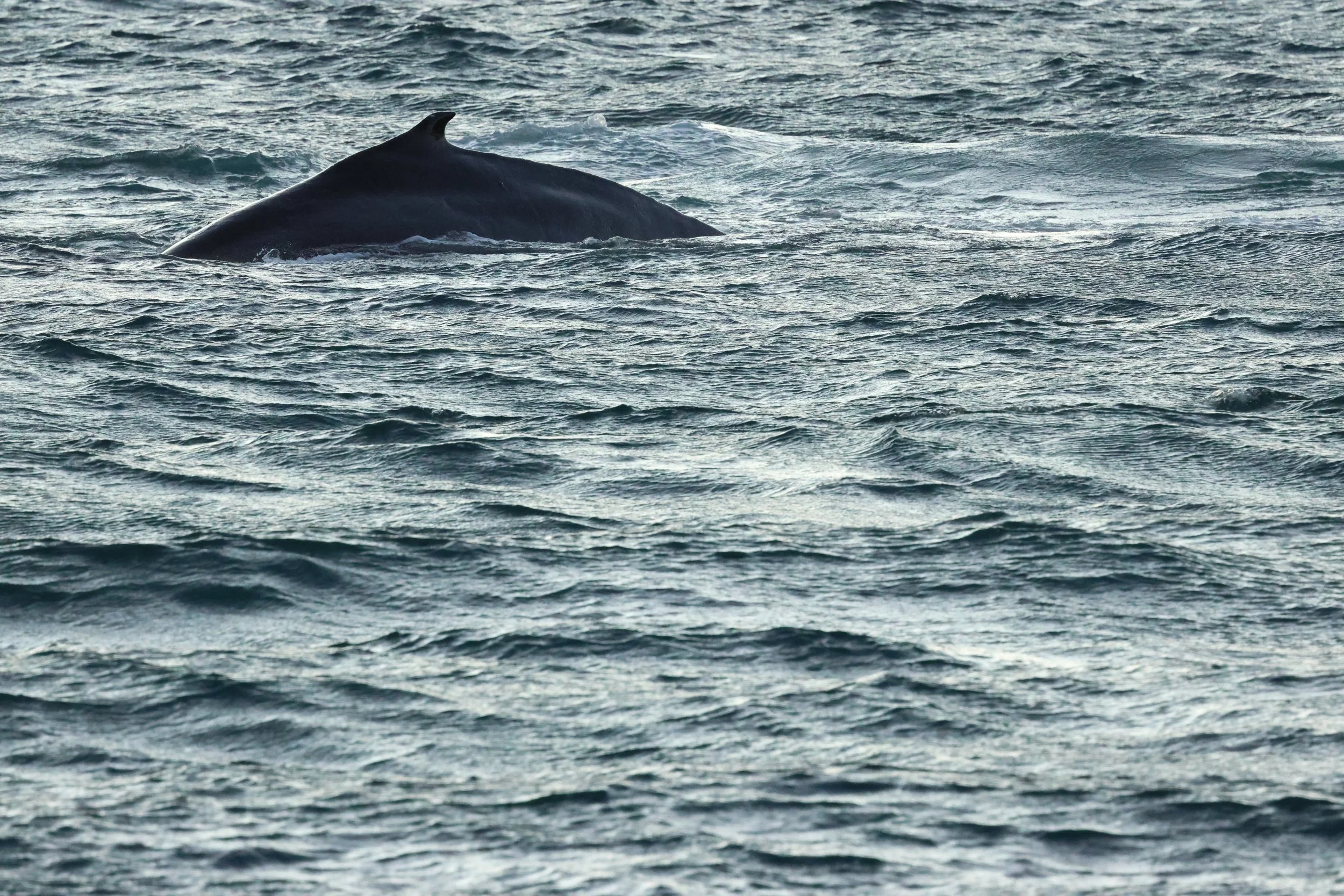 2025_12_30_1100_KON_GISELA (70).JPG