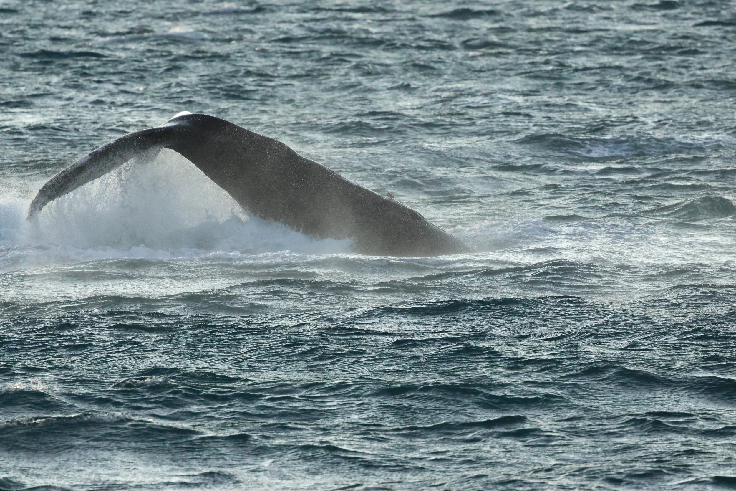 2025_12_30_1100_KON_GISELA (73).JPG