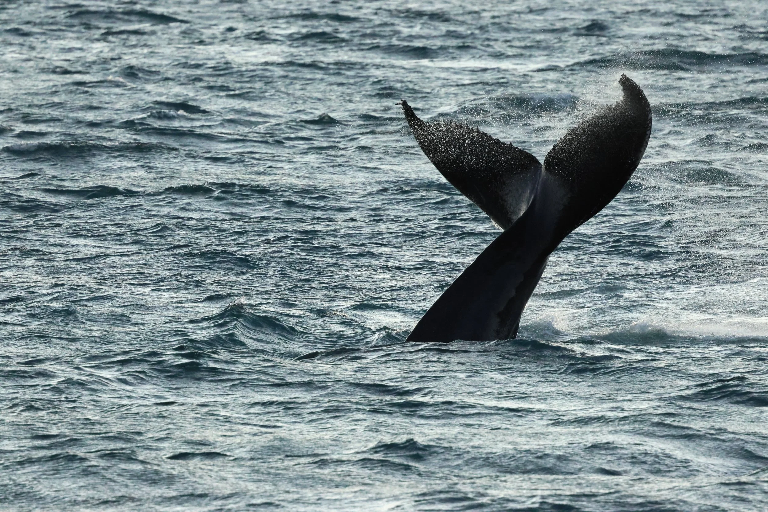 2025_12_30_1100_KON_GISELA (72).JPG