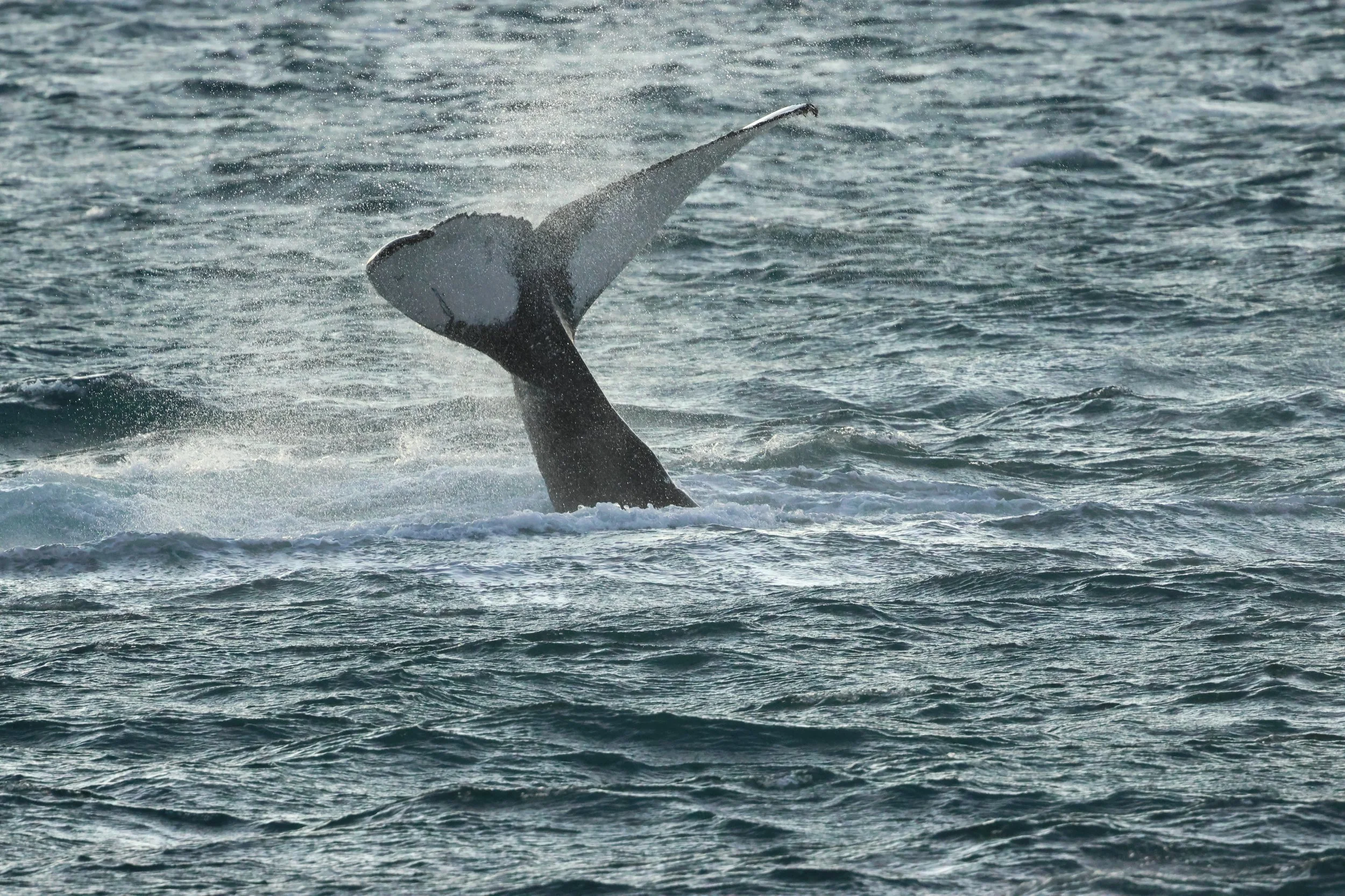 2025_12_30_1100_KON_GISELA (76).JPG