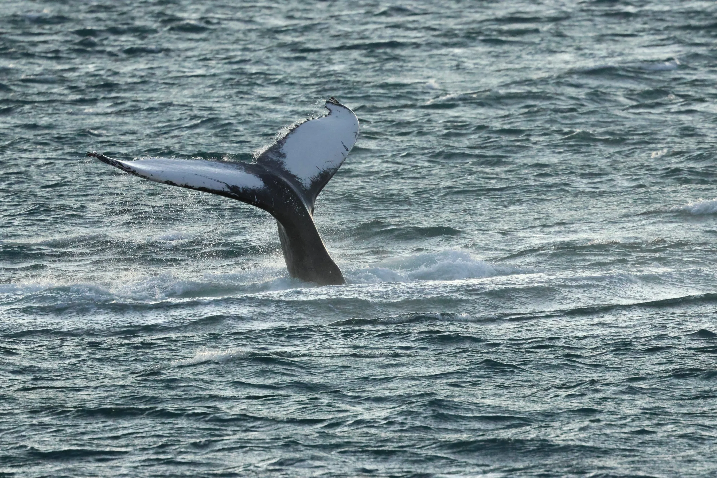 2025_12_30_1100_KON_GISELA (77).JPG