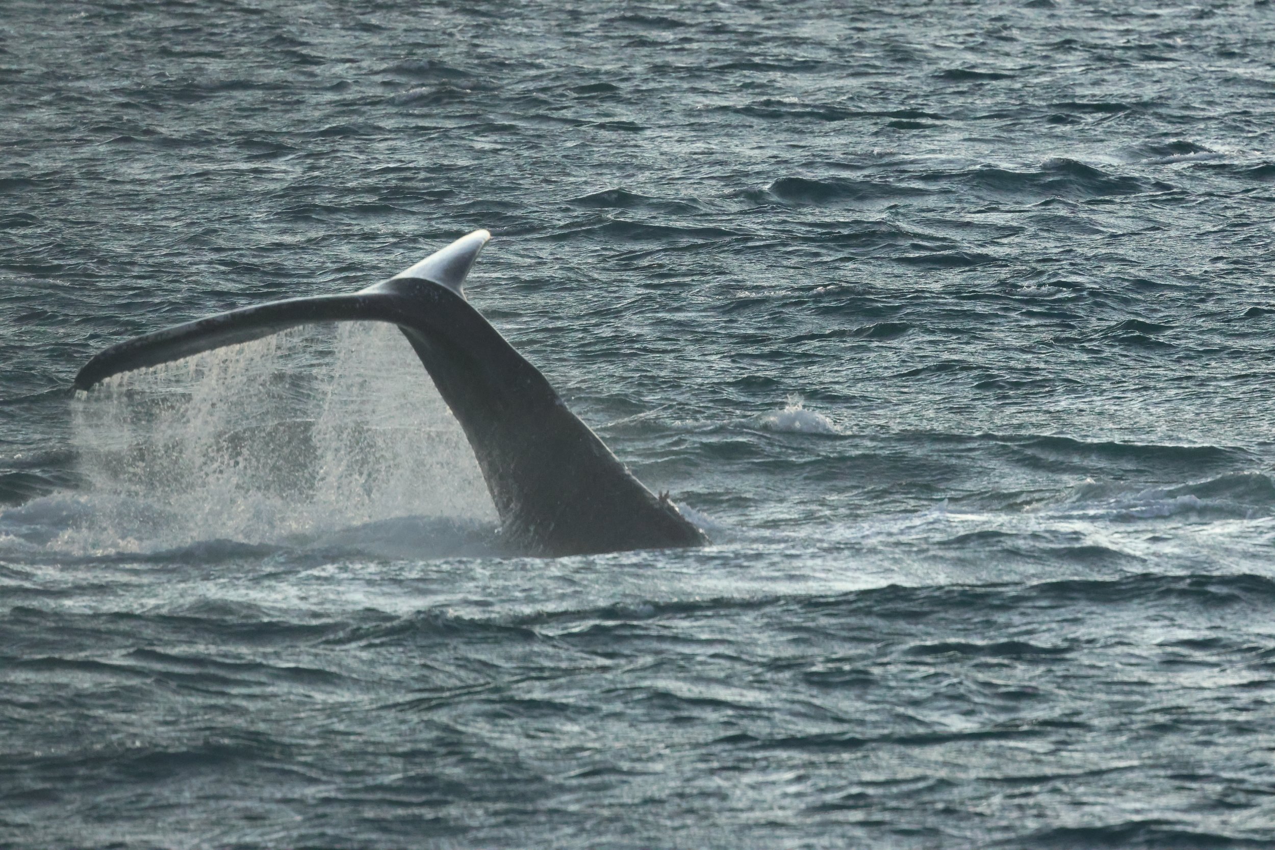 2025_12_30_1100_KON_GISELA (78).JPG