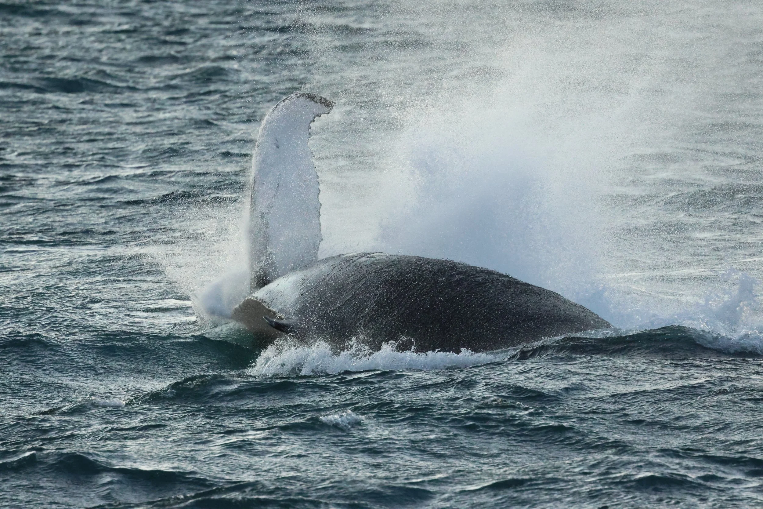 2025_12_30_1100_KON_GISELA (81).JPG