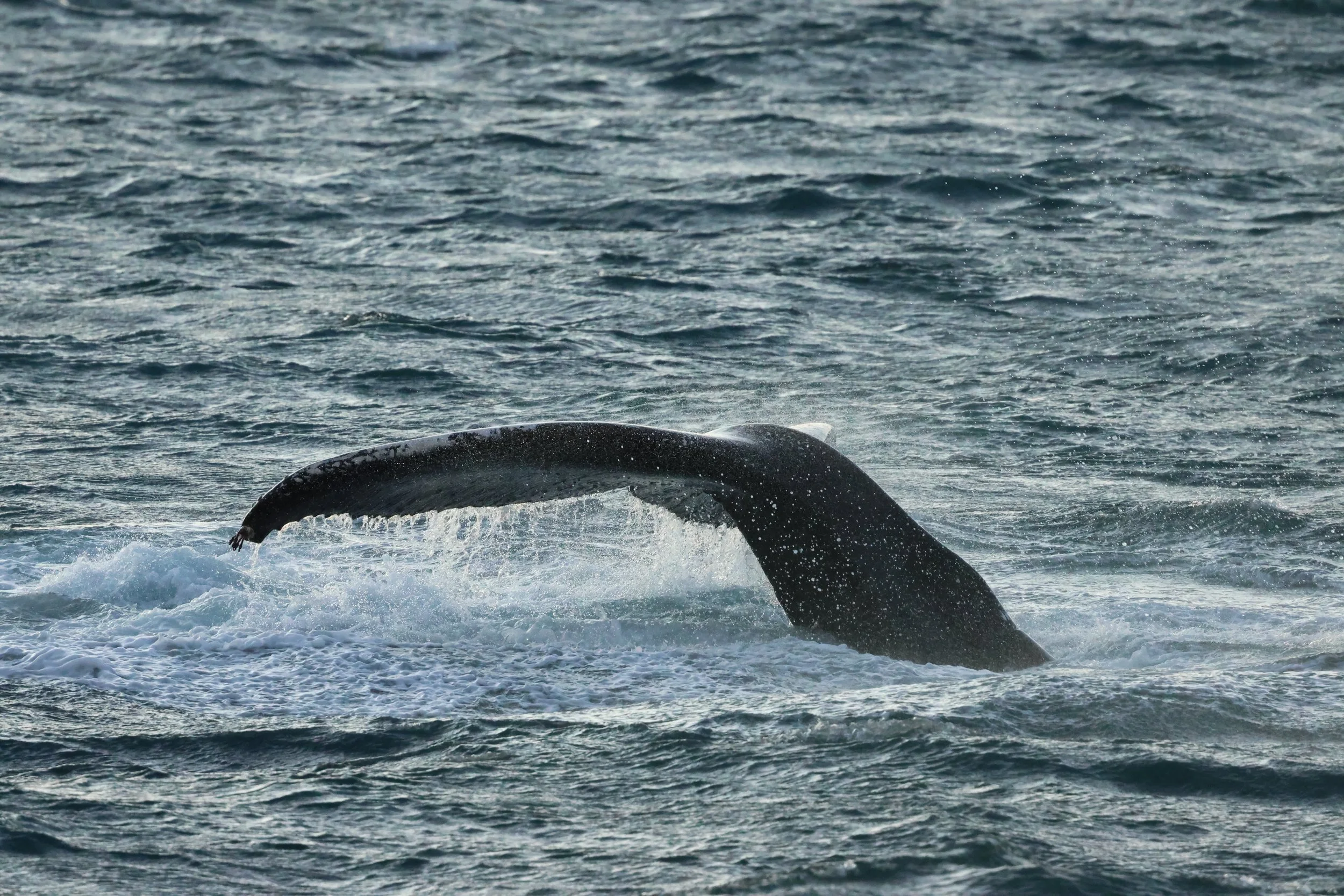 2025_12_30_1100_KON_GISELA (82).JPG