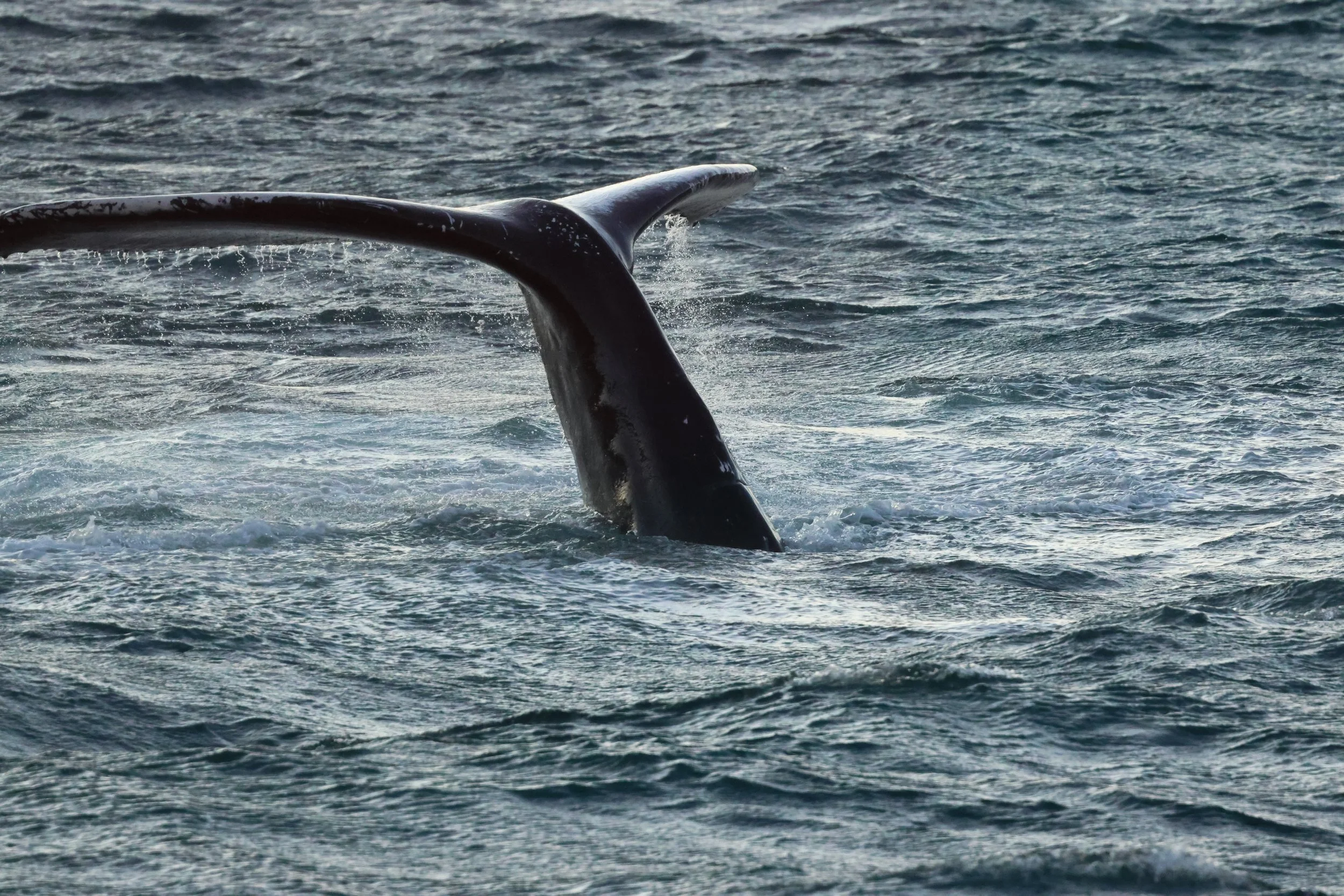 2025_12_30_1100_KON_GISELA (84).JPG