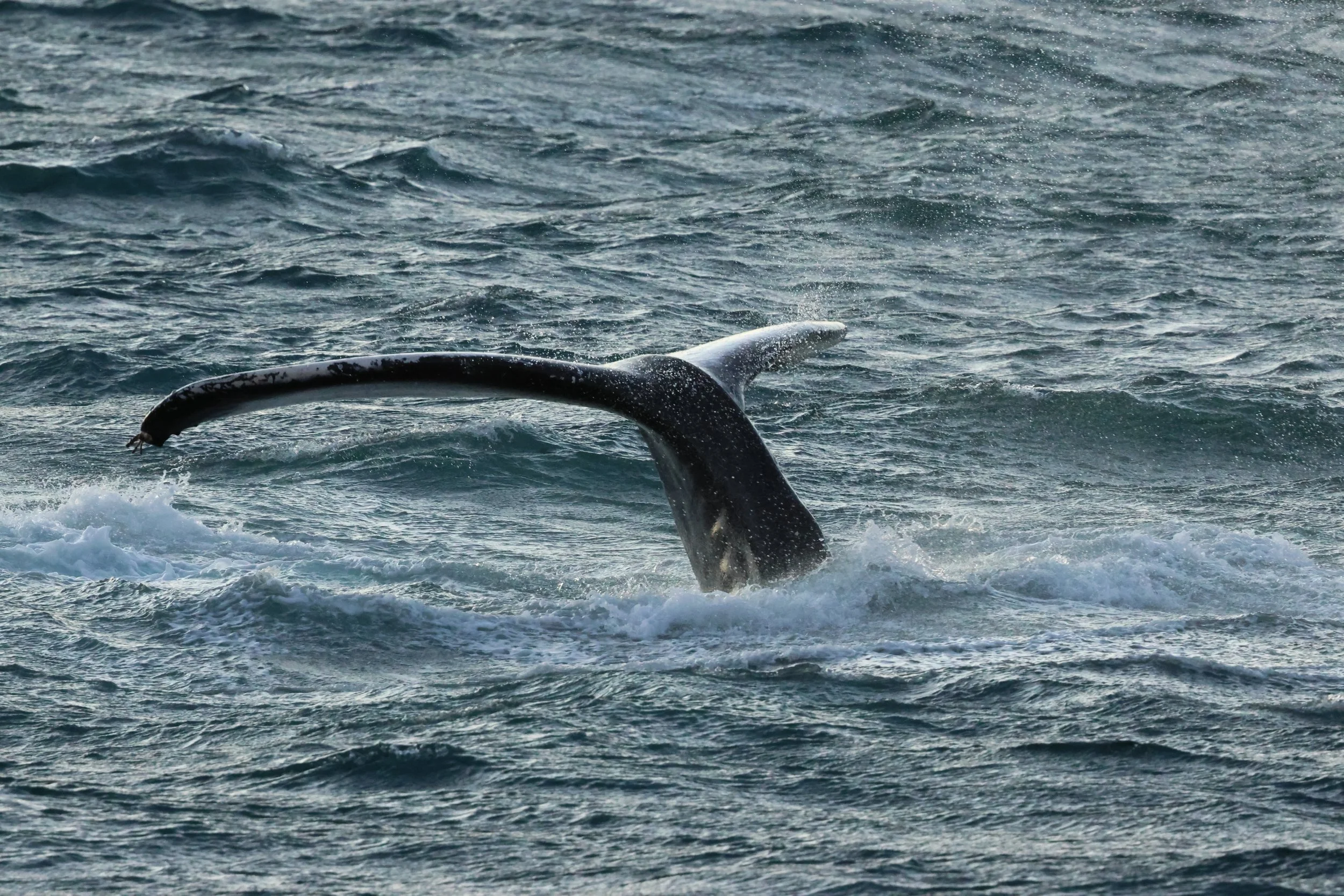 2025_12_30_1100_KON_GISELA (85).JPG