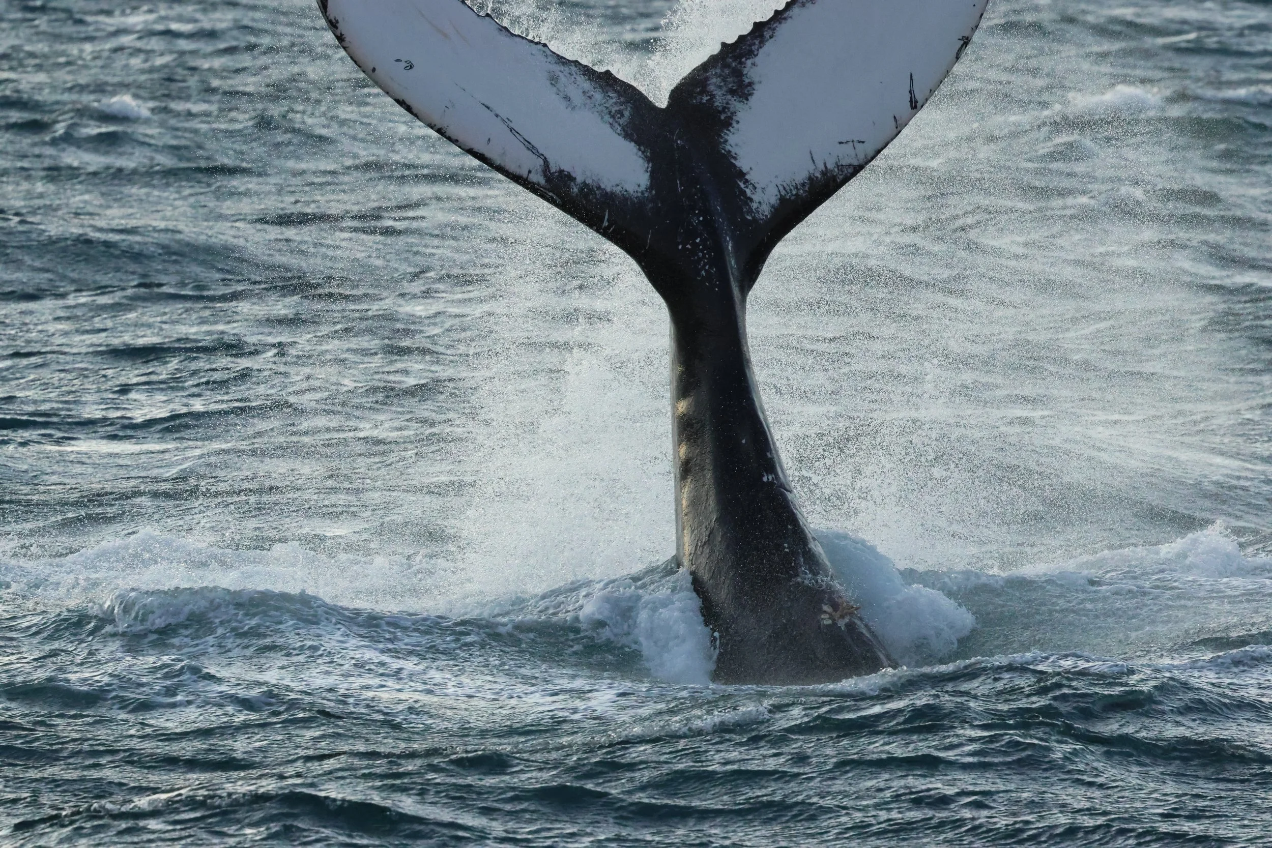 2025_12_30_1100_KON_GISELA (86).JPG