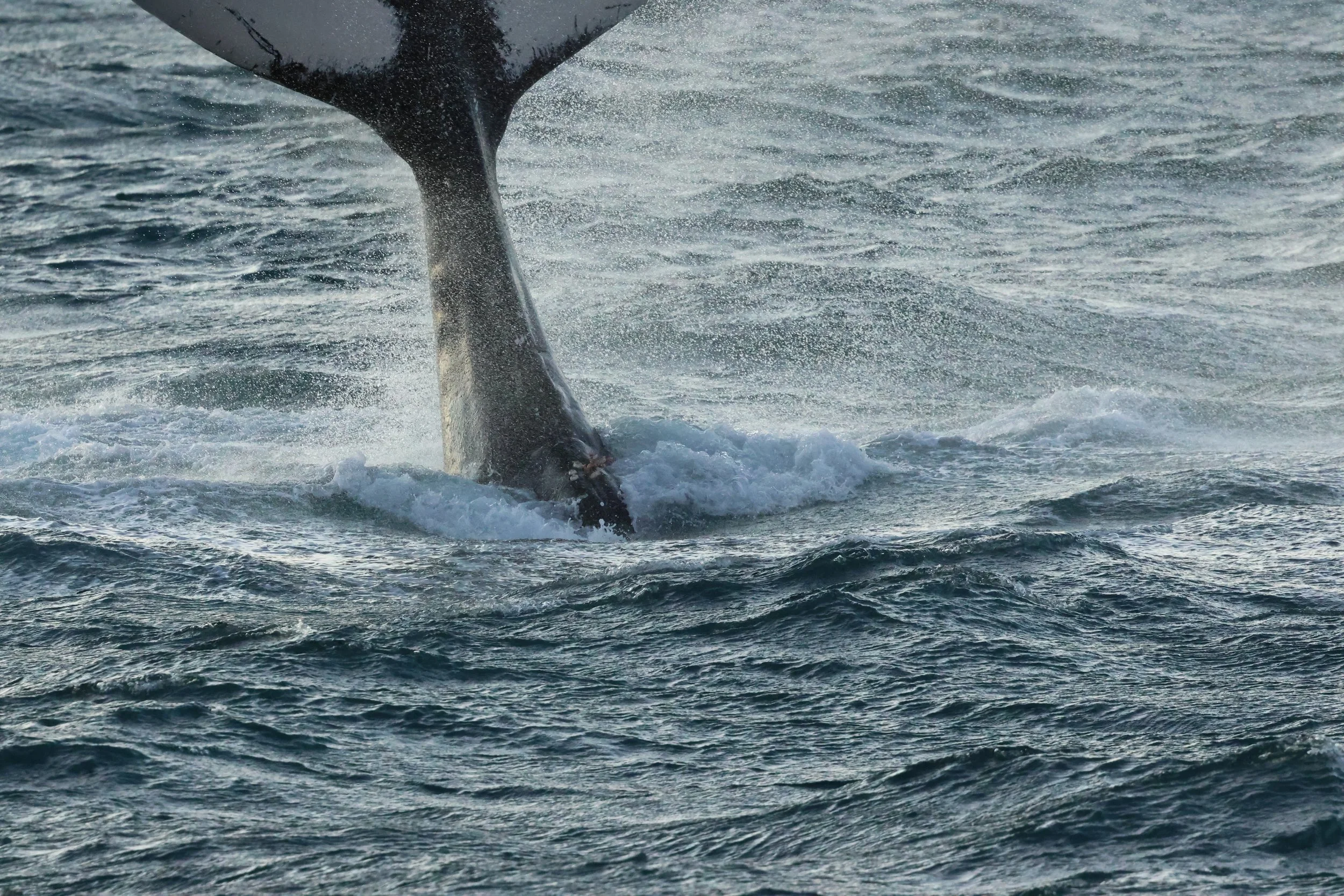 2025_12_30_1100_KON_GISELA (87).JPG