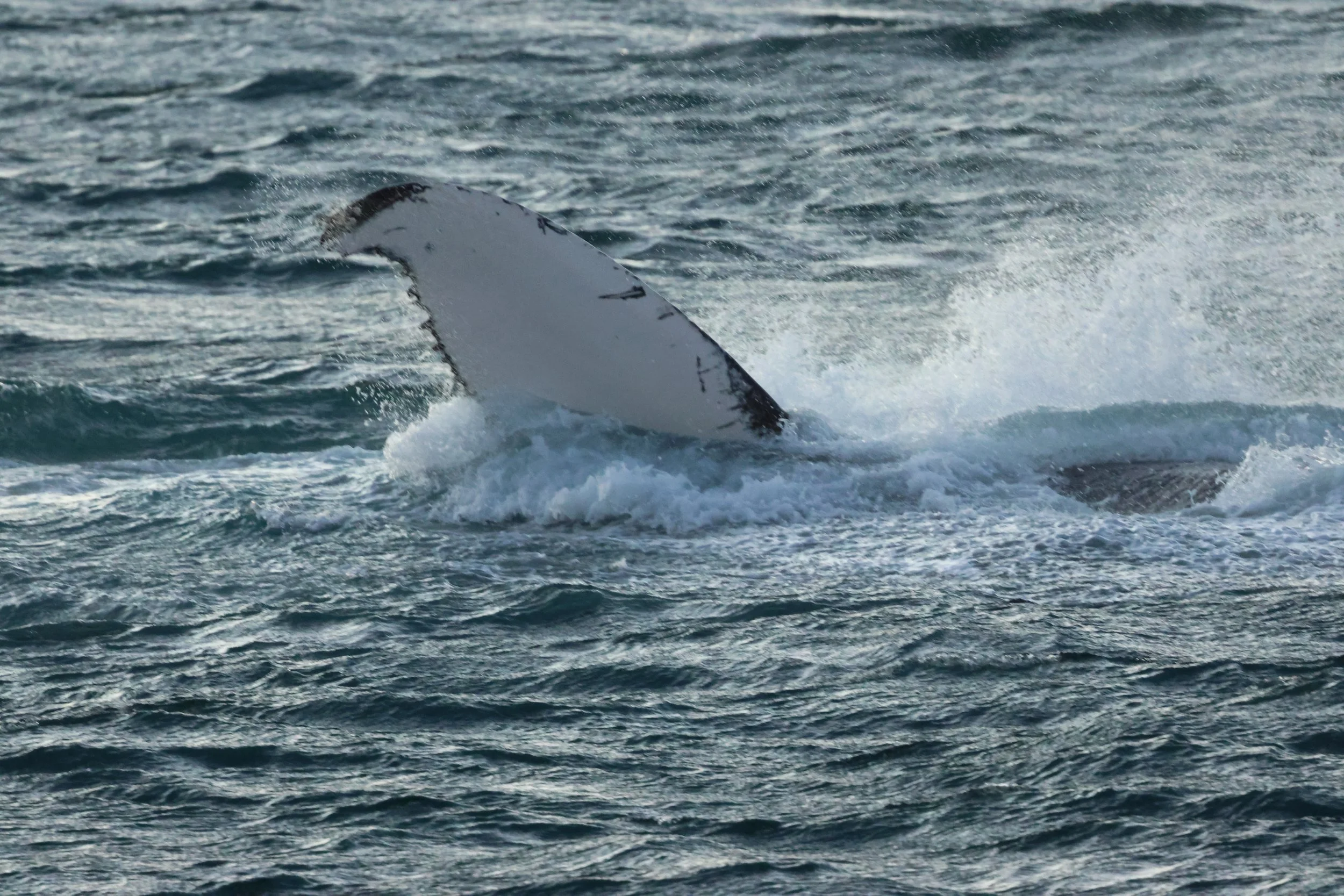 2025_12_30_1100_KON_GISELA (88).JPG