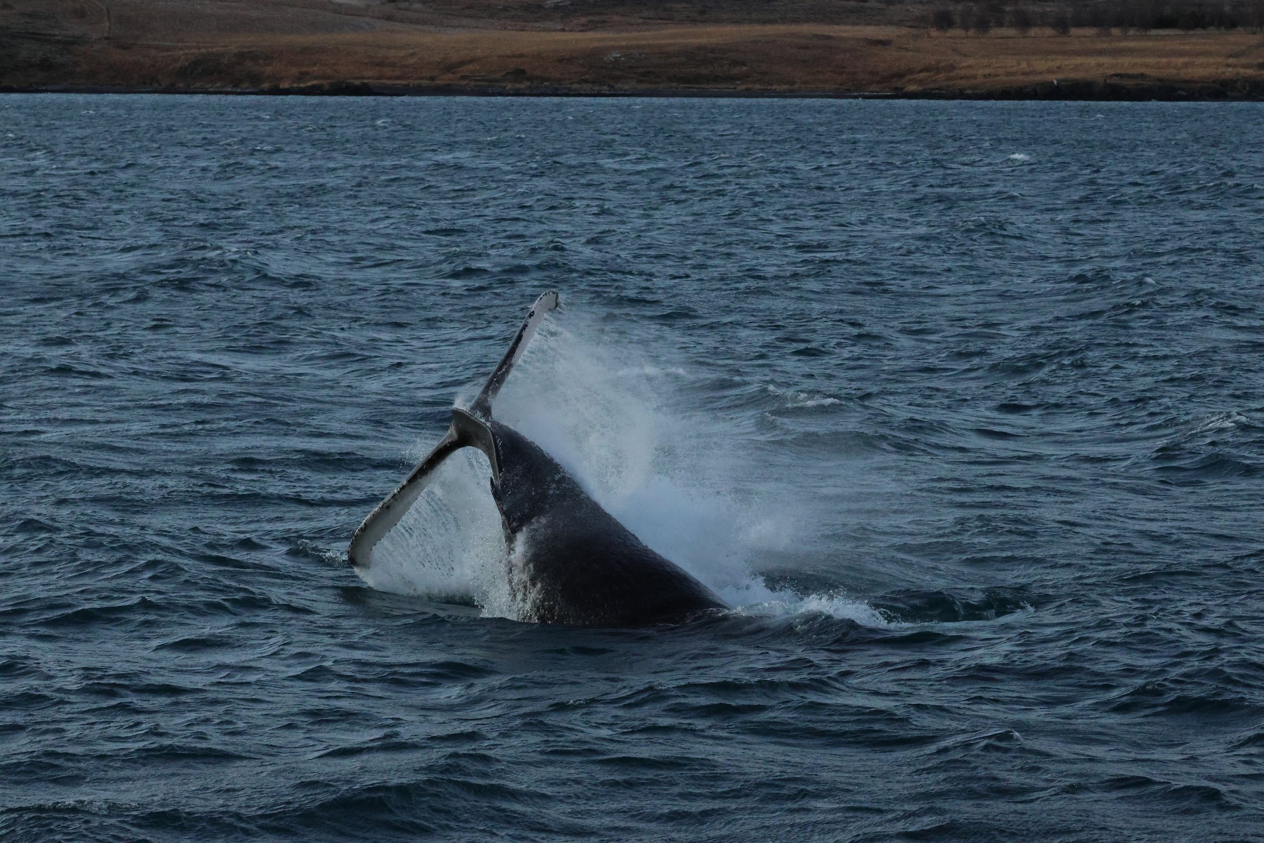 2025_12_30_1100_KON_GISELA (89).JPG