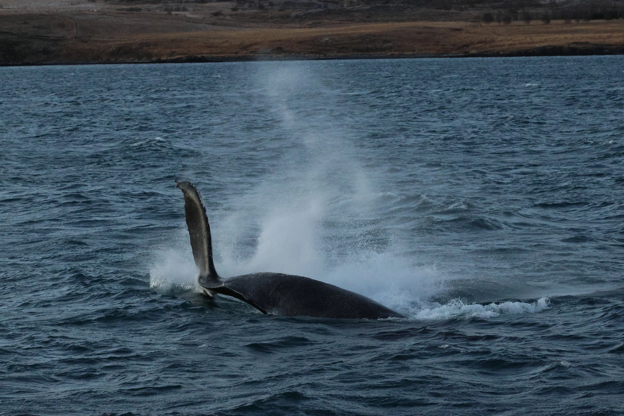 2025_12_30_1100_KON_GISELA (90).JPG