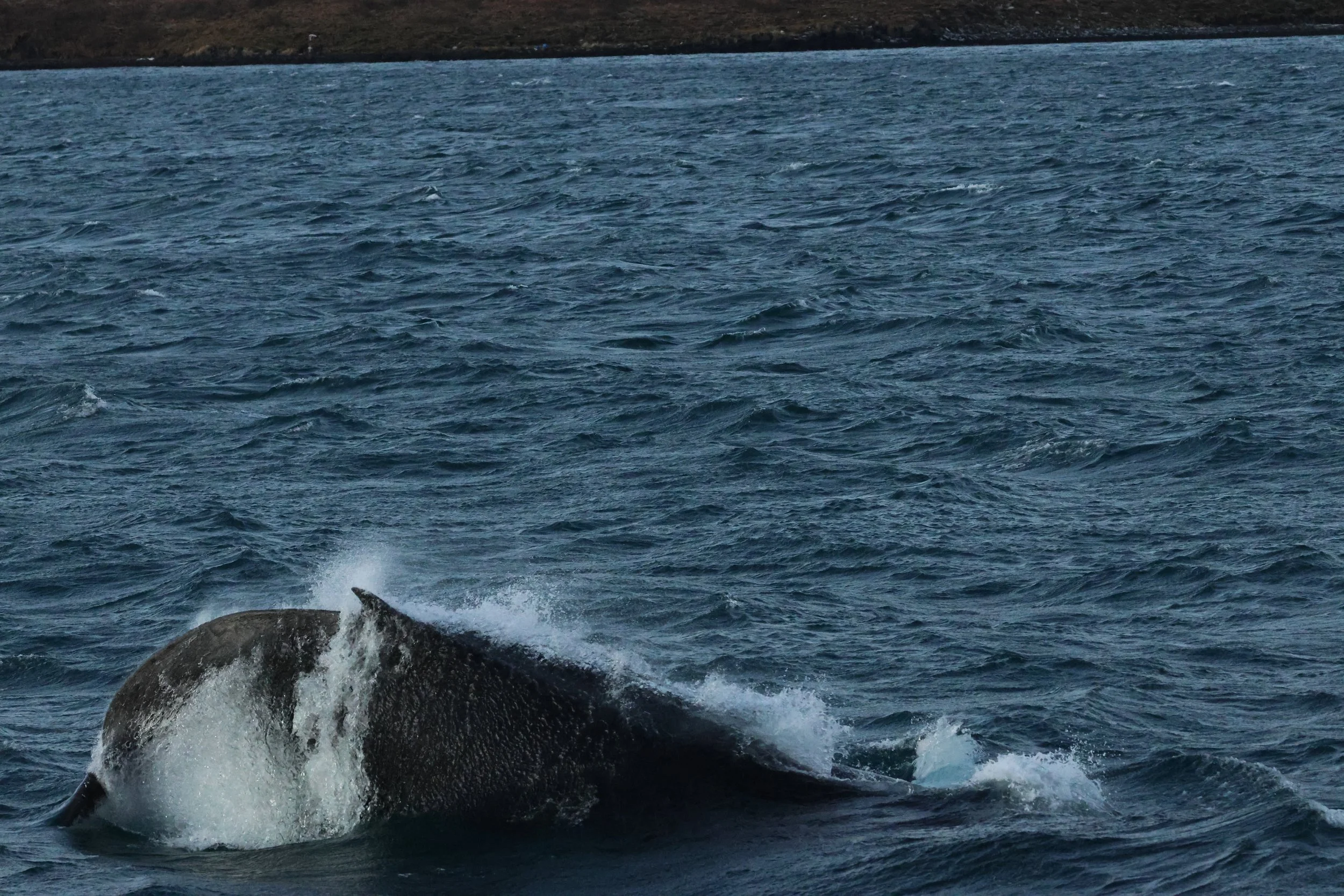 2025_12_30_1100_KON_GISELA (91).JPG