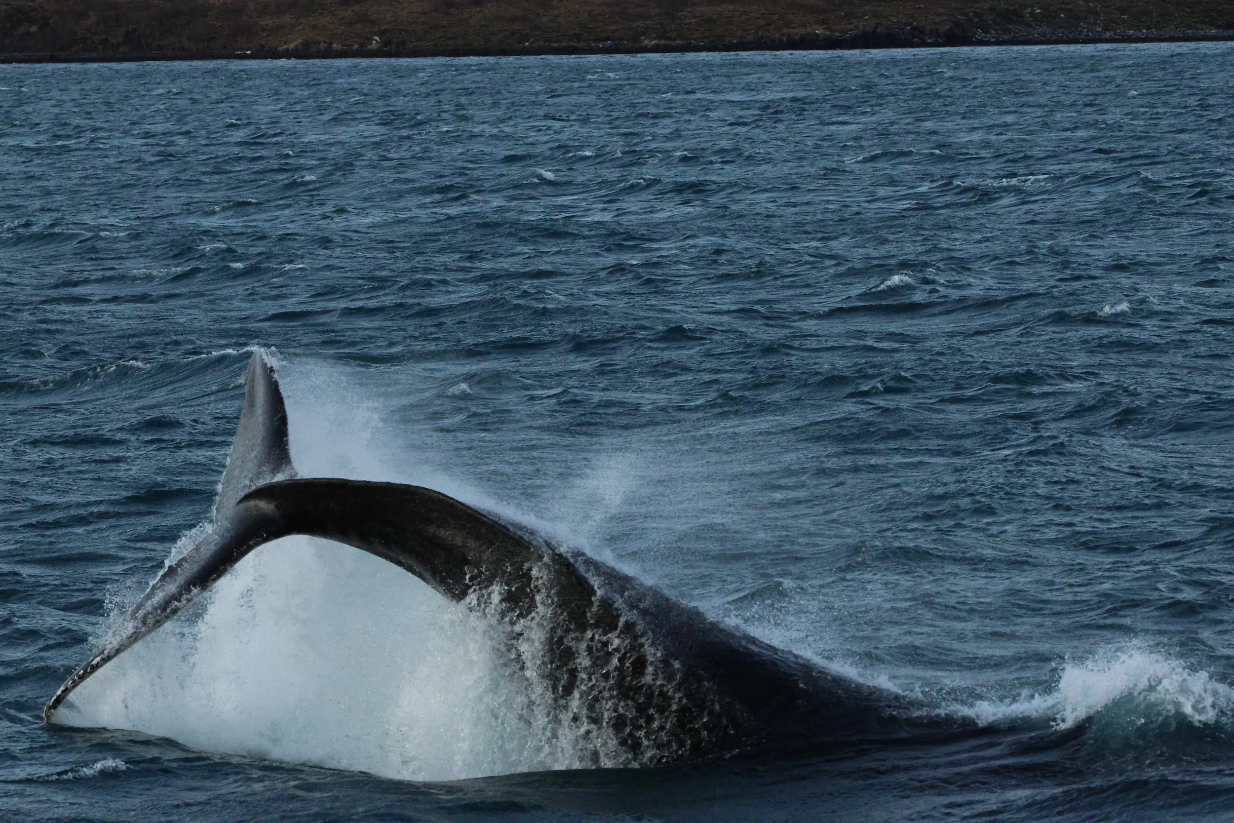 2025_12_30_1100_KON_GISELA (92).JPG