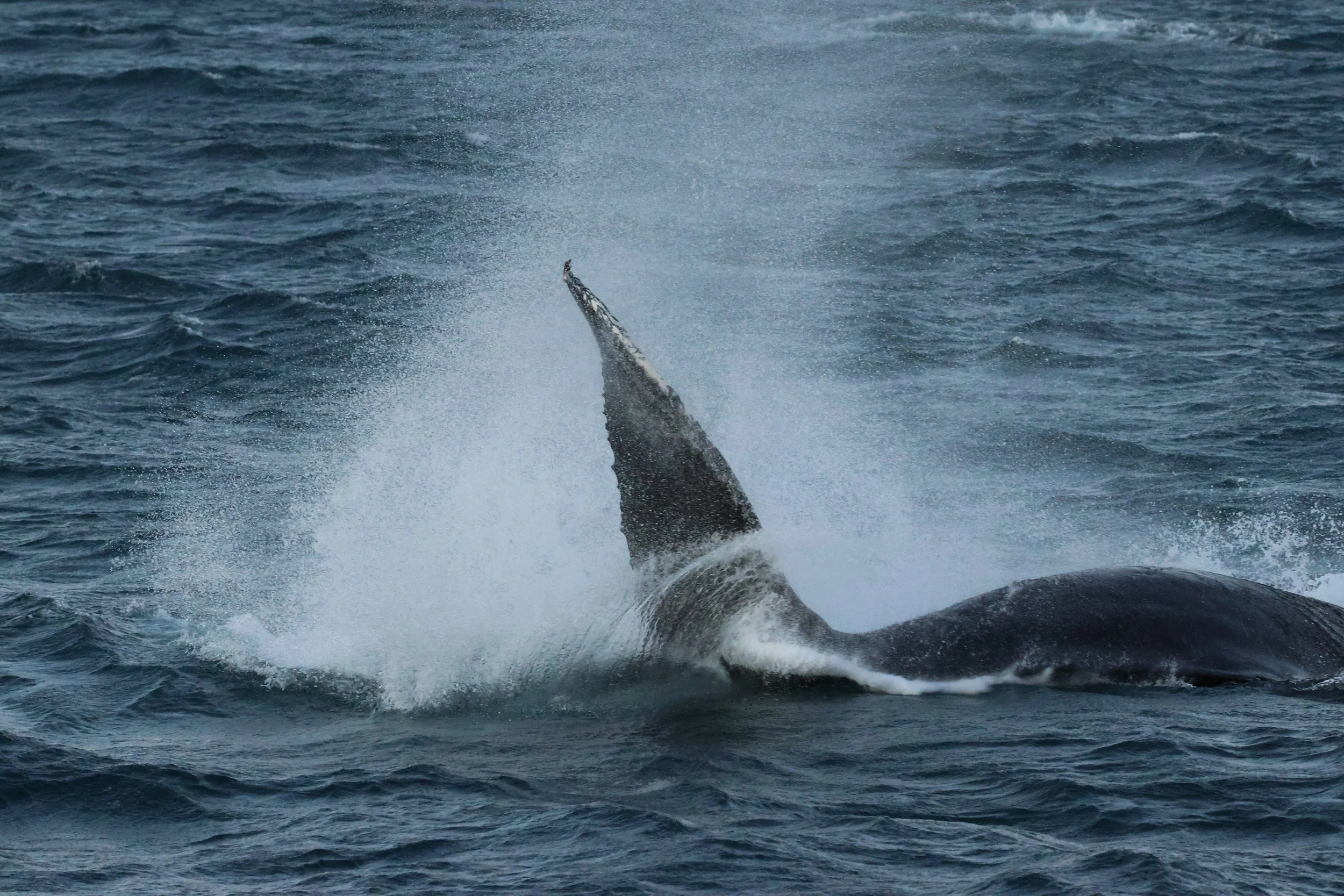 2025_12_30_1100_KON_GISELA (96).JPG