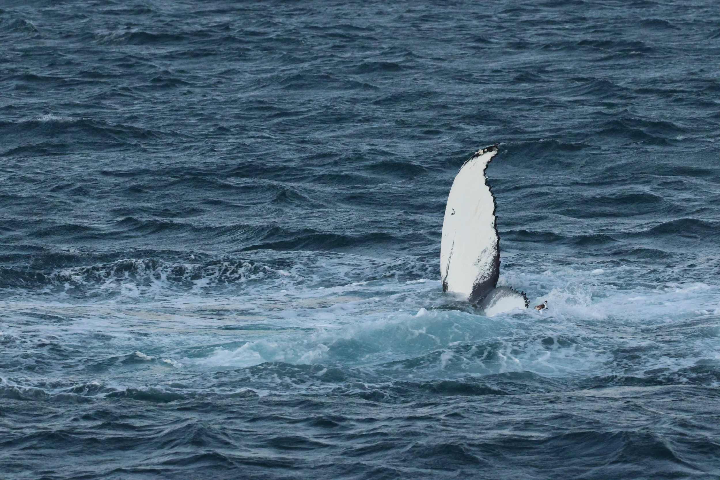 2025_12_30_1100_KON_GISELA (97).JPG