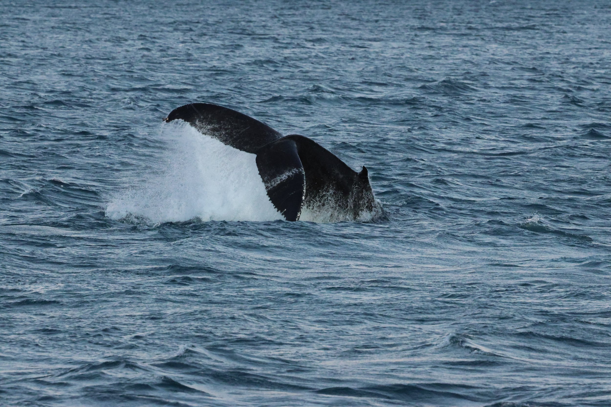 2025_12_30_1100_KON_GISELA (98).JPG