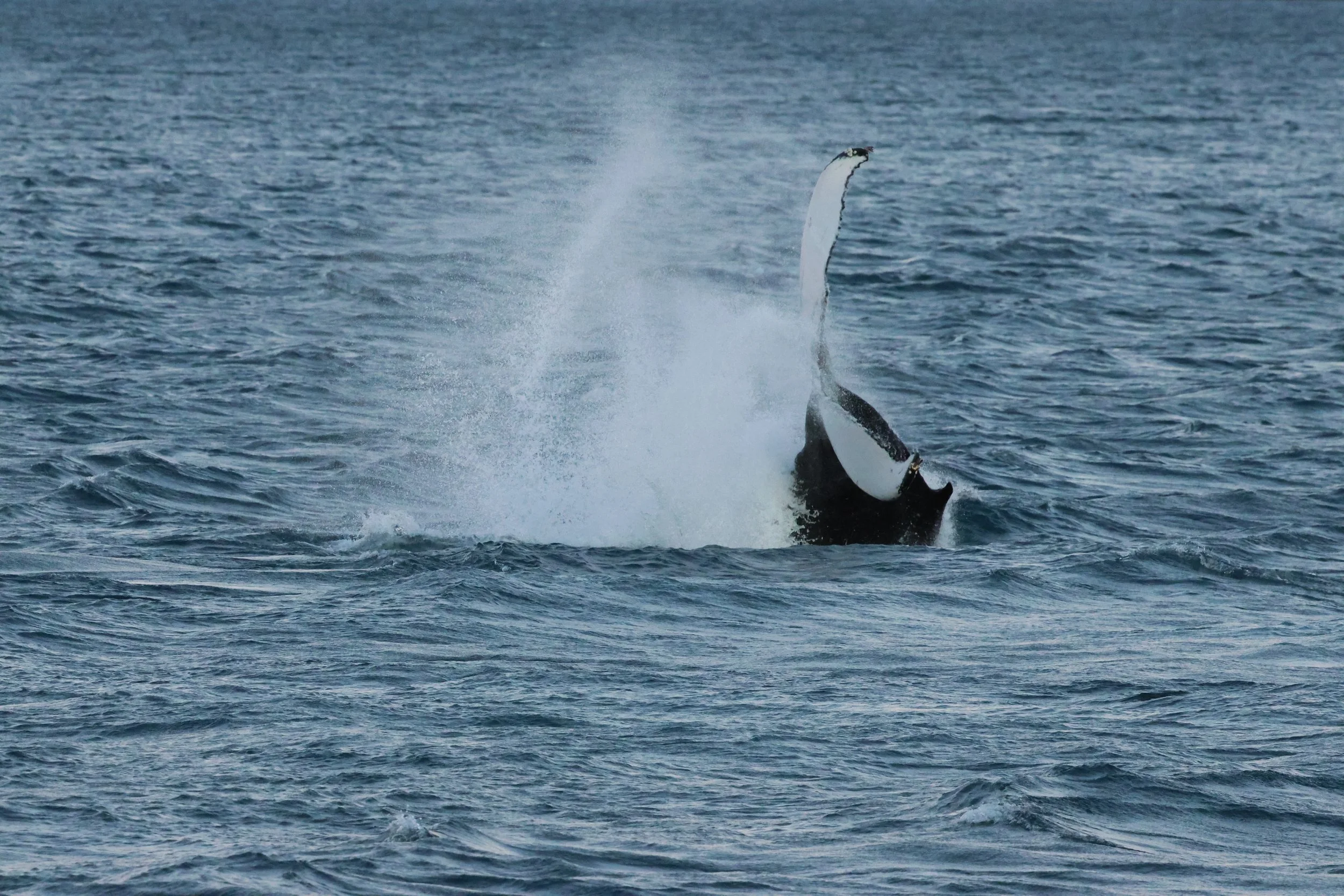 2025_12_30_1100_KON_GISELA (99).JPG