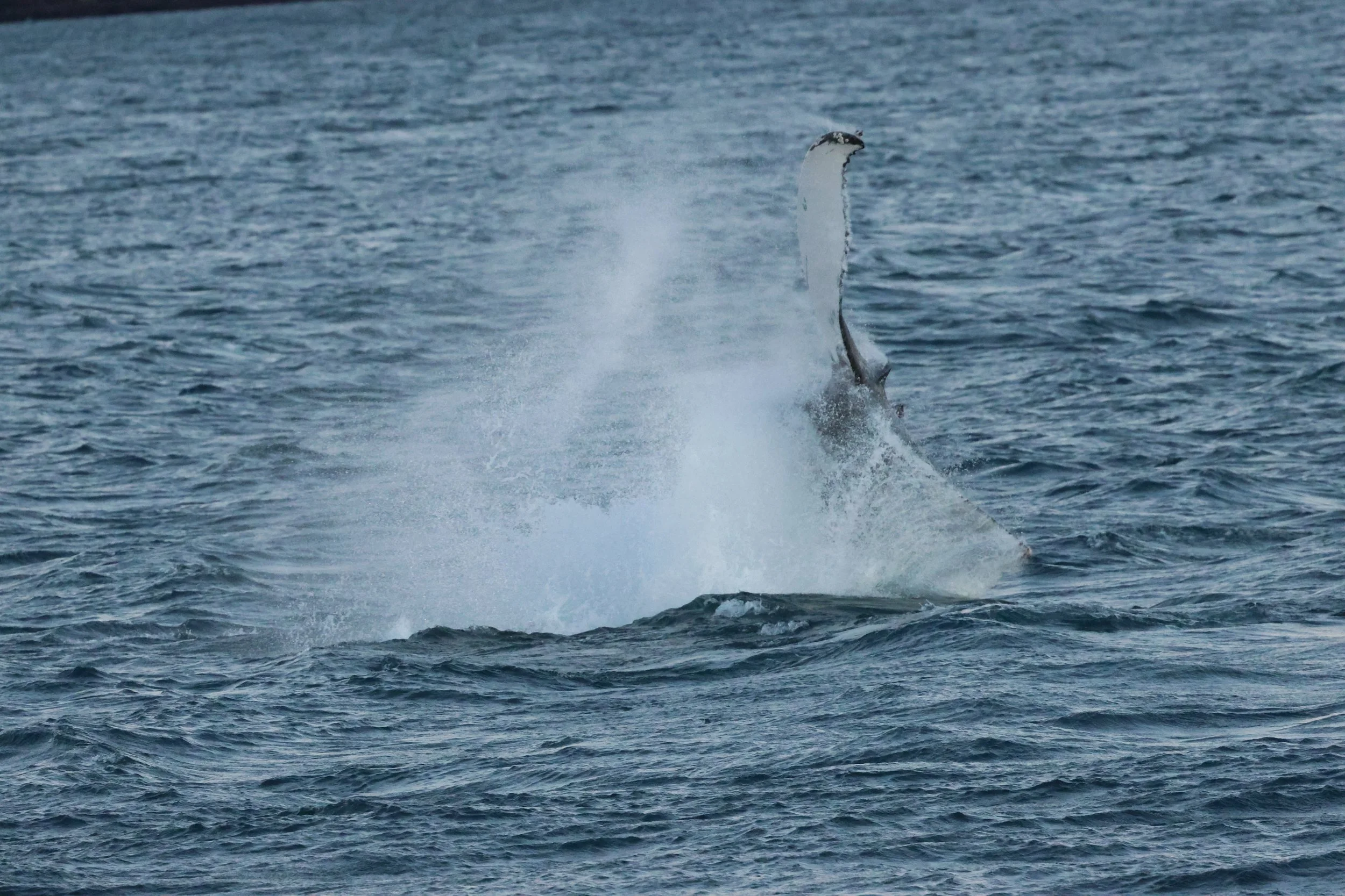 2025_12_30_1100_KON_GISELA (101).JPG