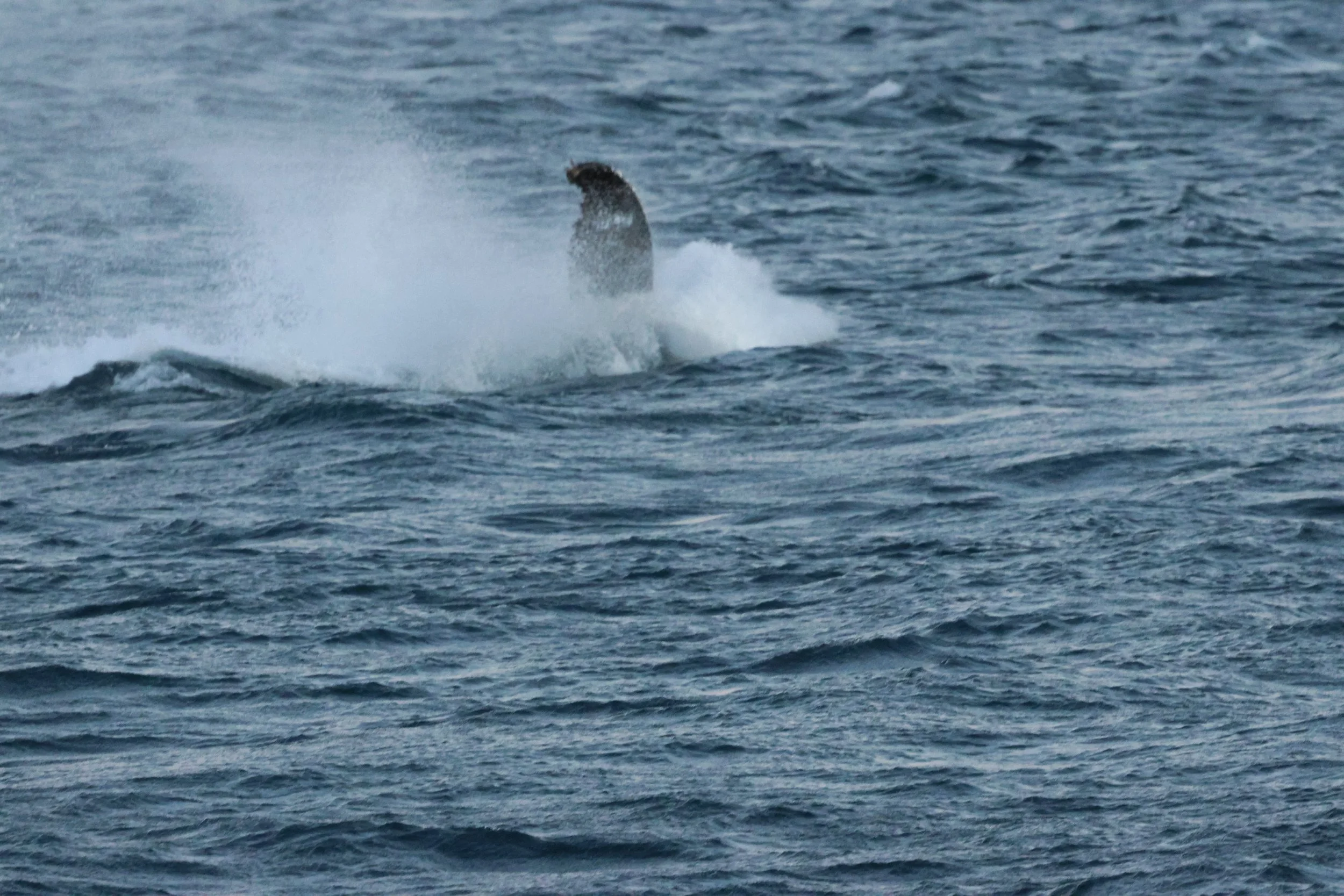 2025_12_30_1100_KON_GISELA (102).JPG