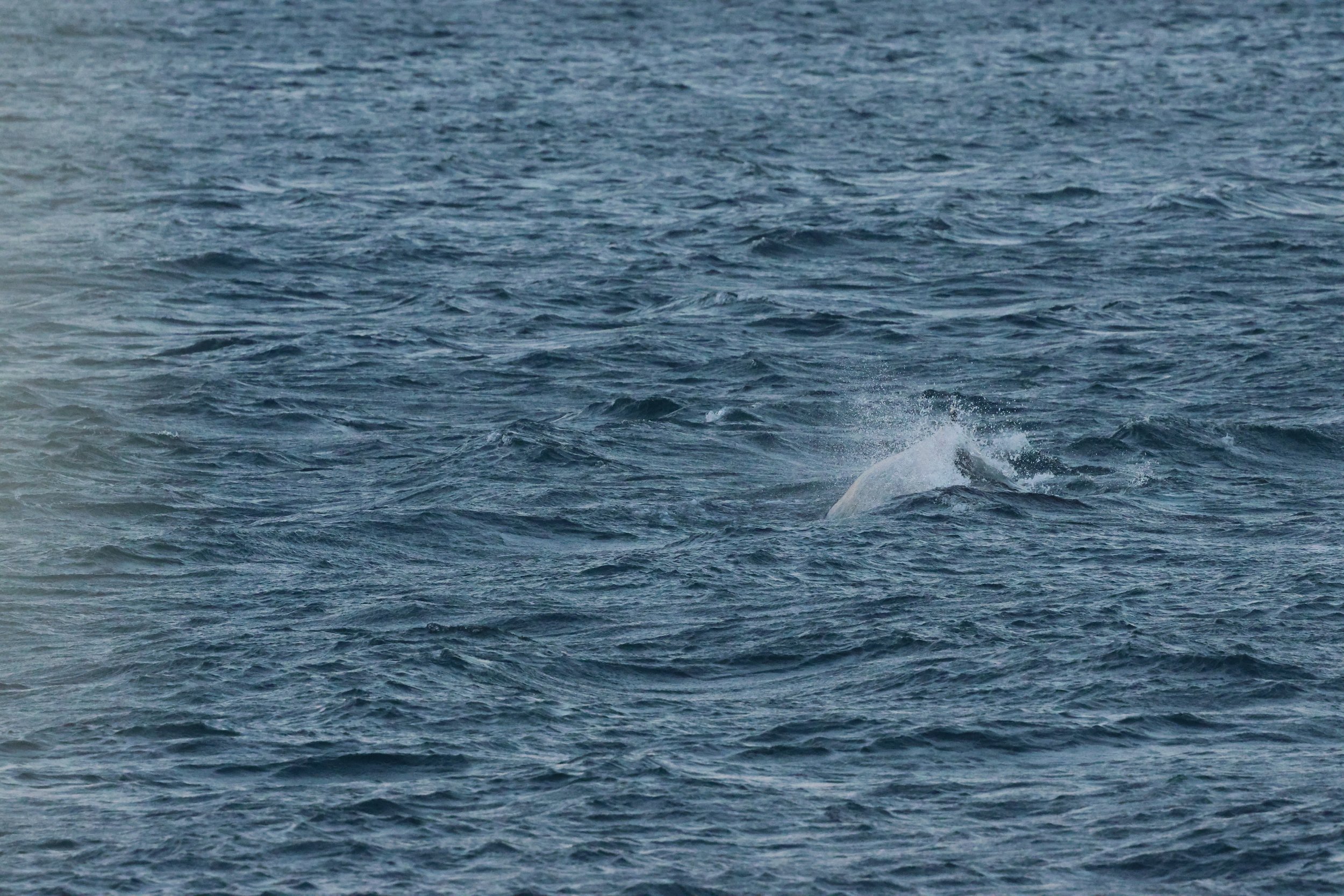 2025_12_30_1100_KON_GISELA (103).JPG