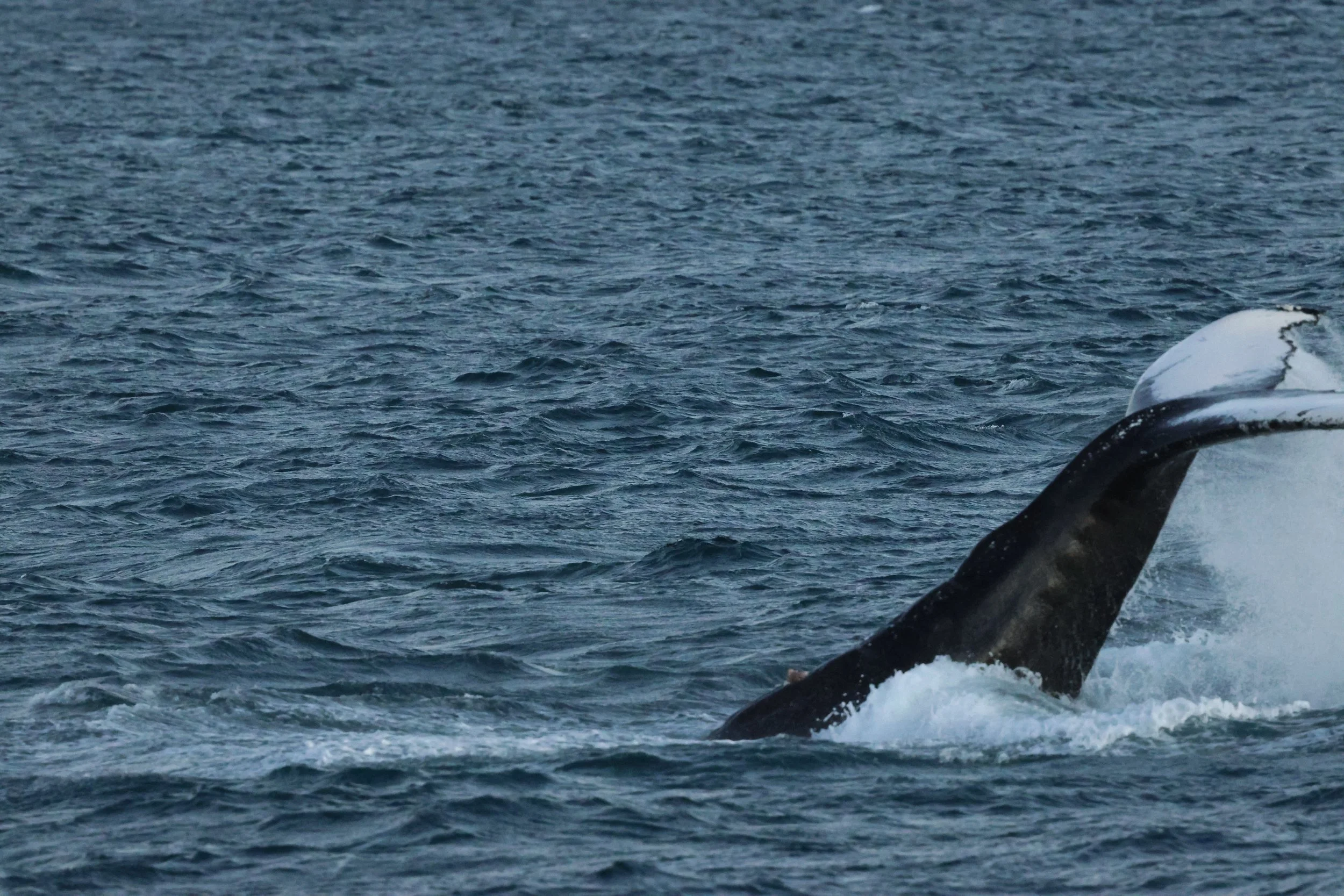 2025_12_30_1100_KON_GISELA (104).JPG