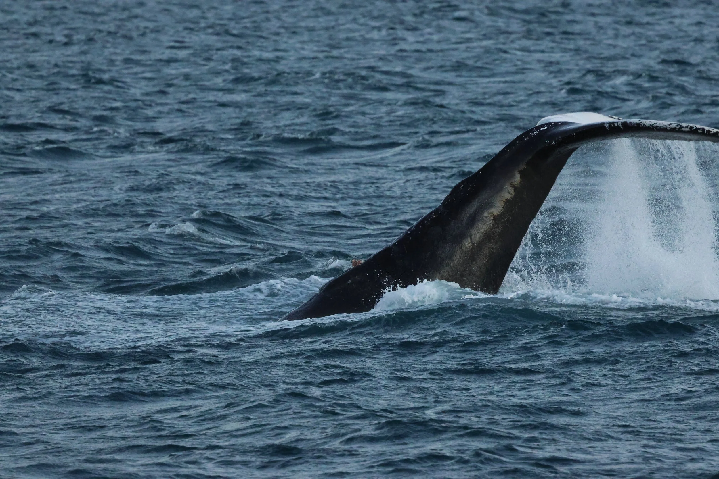 2025_12_30_1100_KON_GISELA (106).JPG