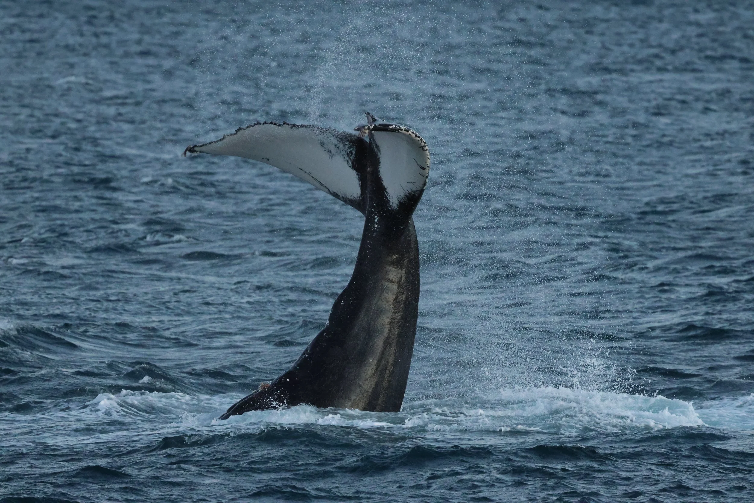 2025_12_30_1100_KON_GISELA (107).JPG