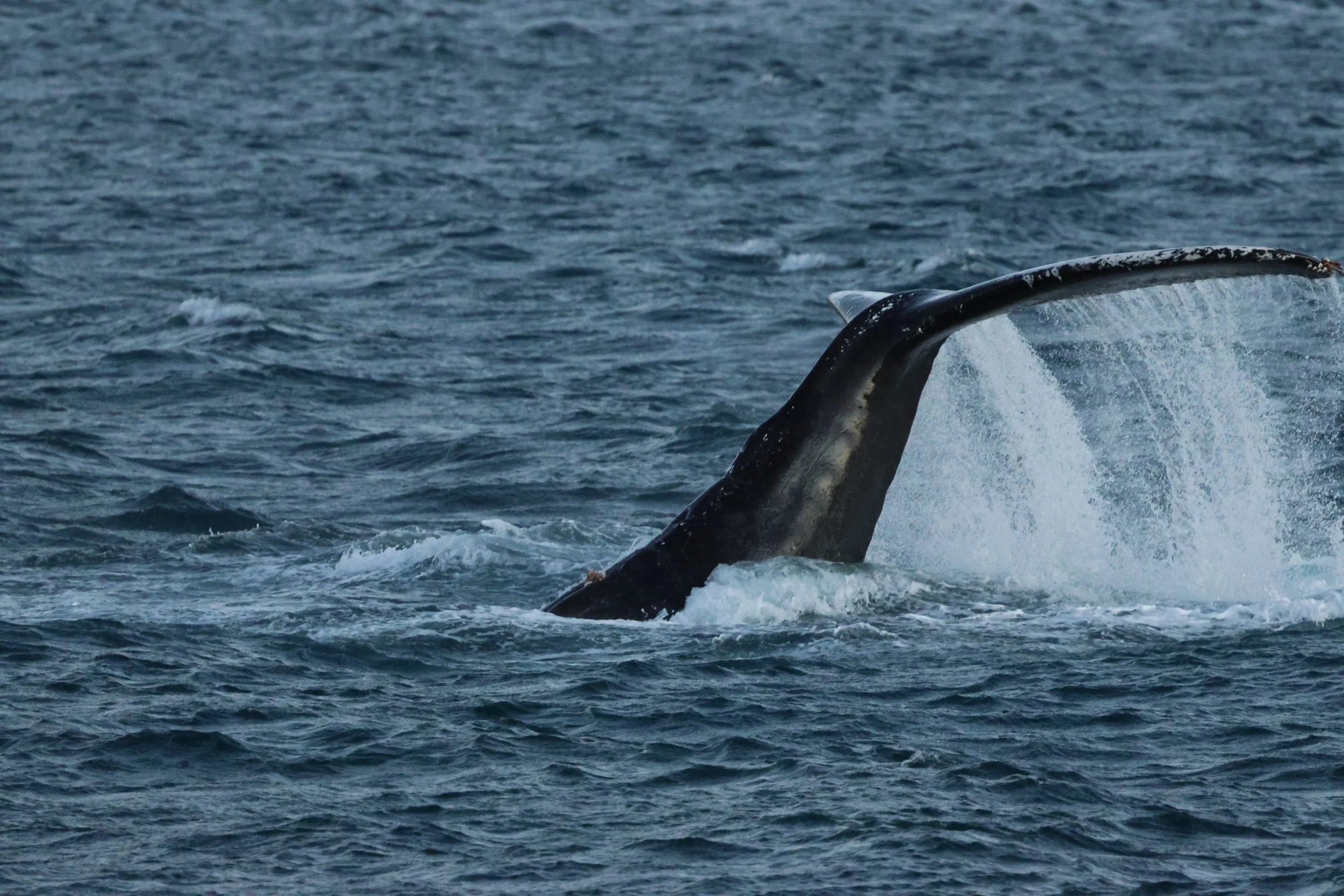 2025_12_30_1100_KON_GISELA (108).JPG