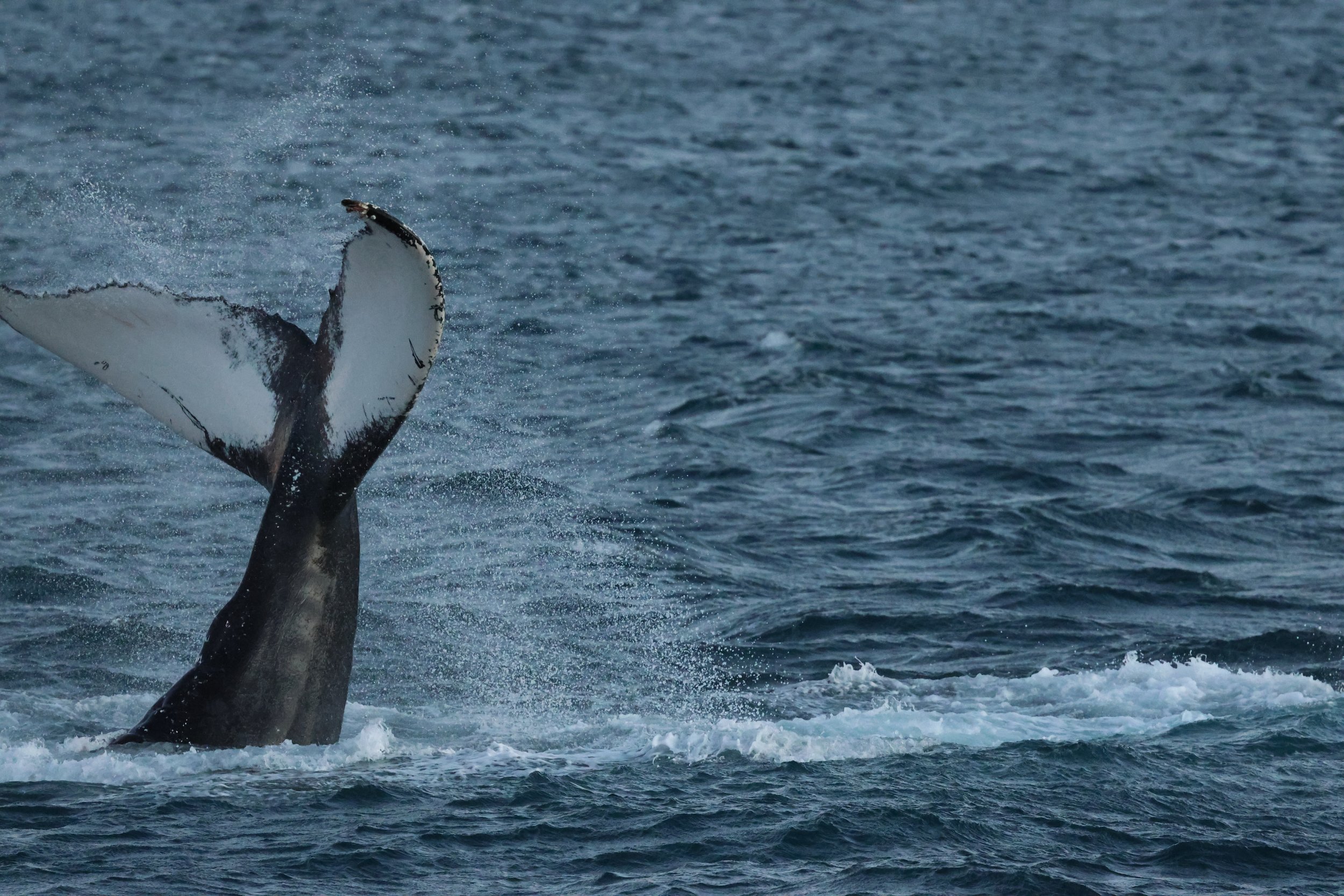 2025_12_30_1100_KON_GISELA (109).JPG