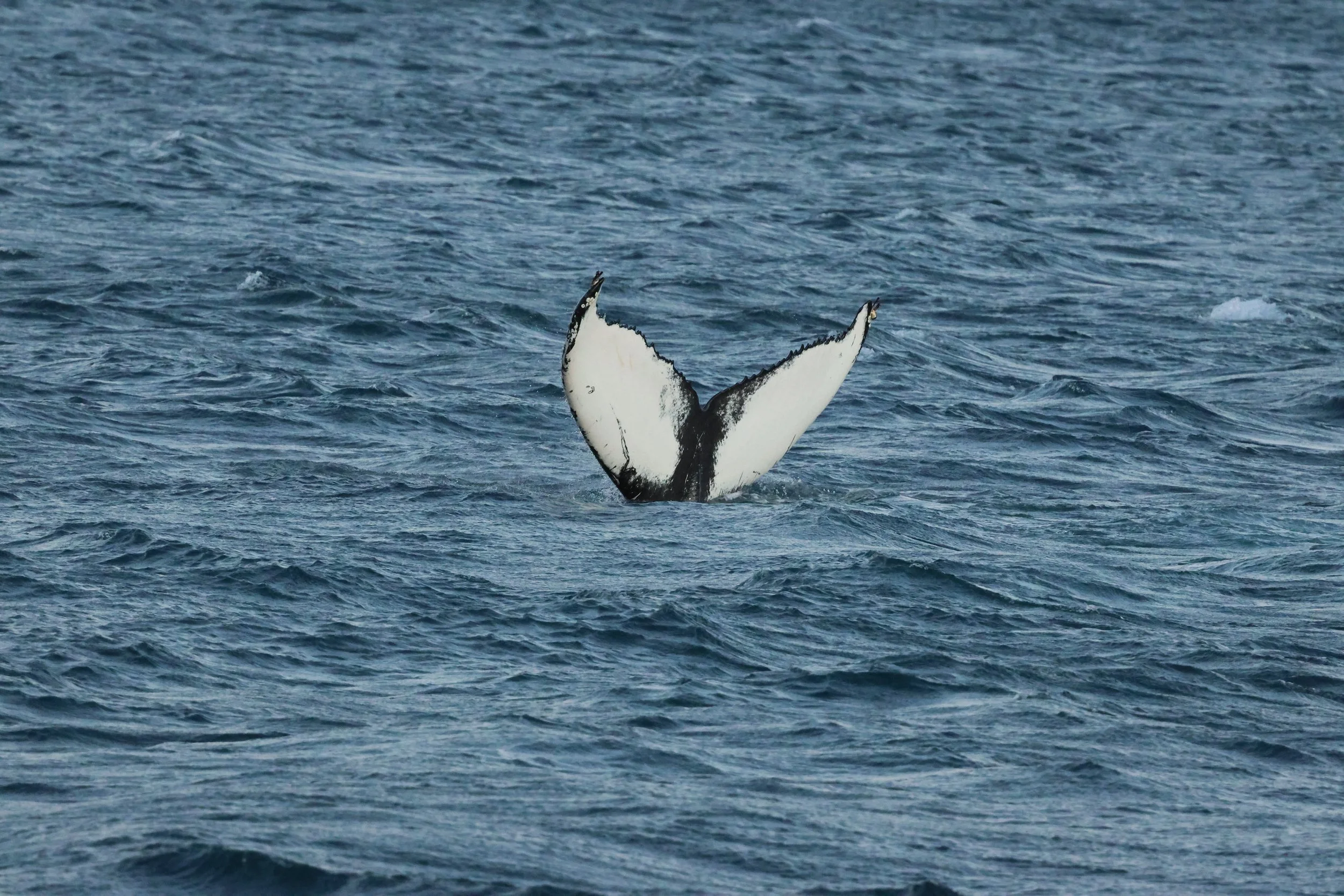 2025_12_30_1100_KON_GISELA (110).JPG