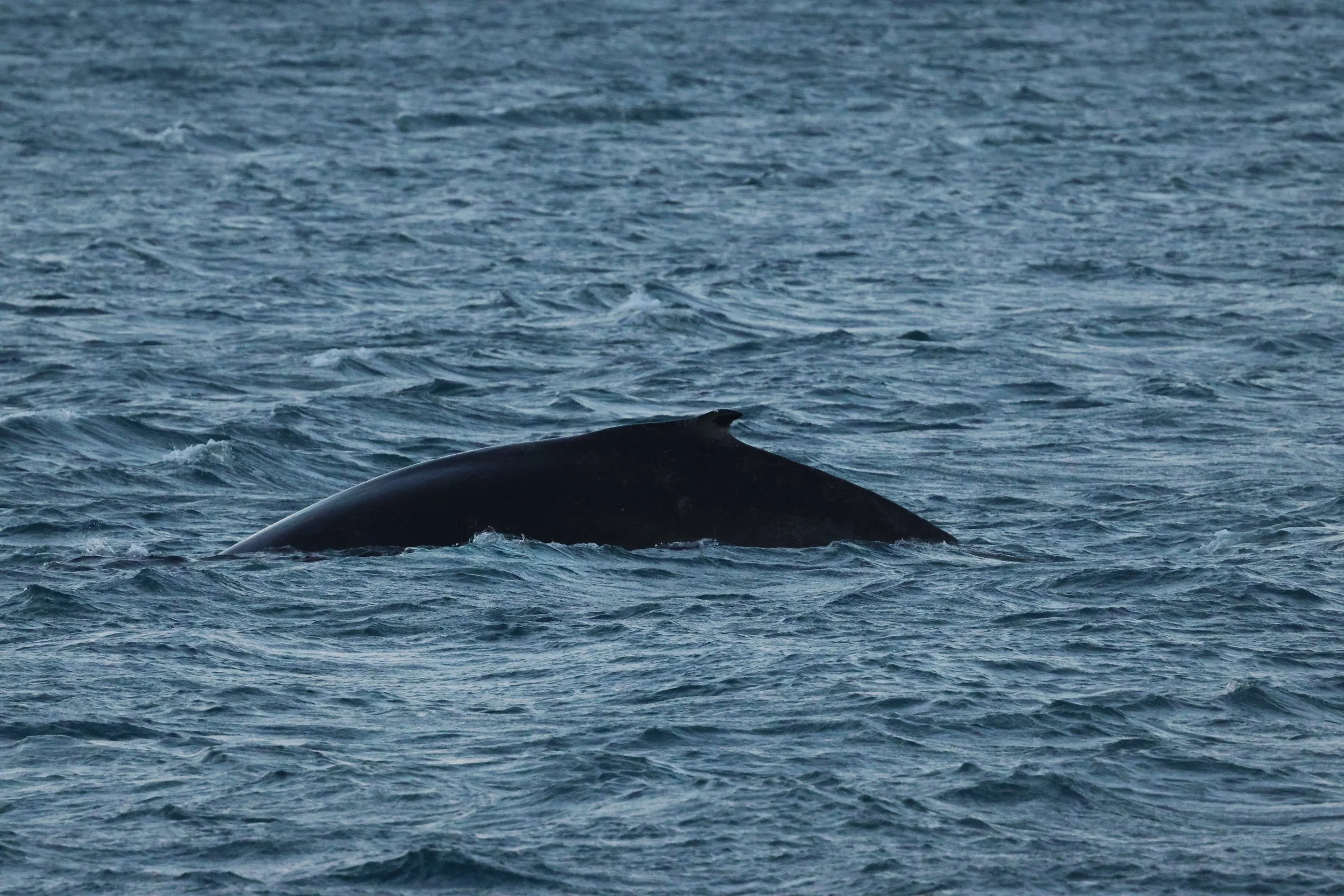 2025_12_30_1100_KON_GISELA (111).JPG