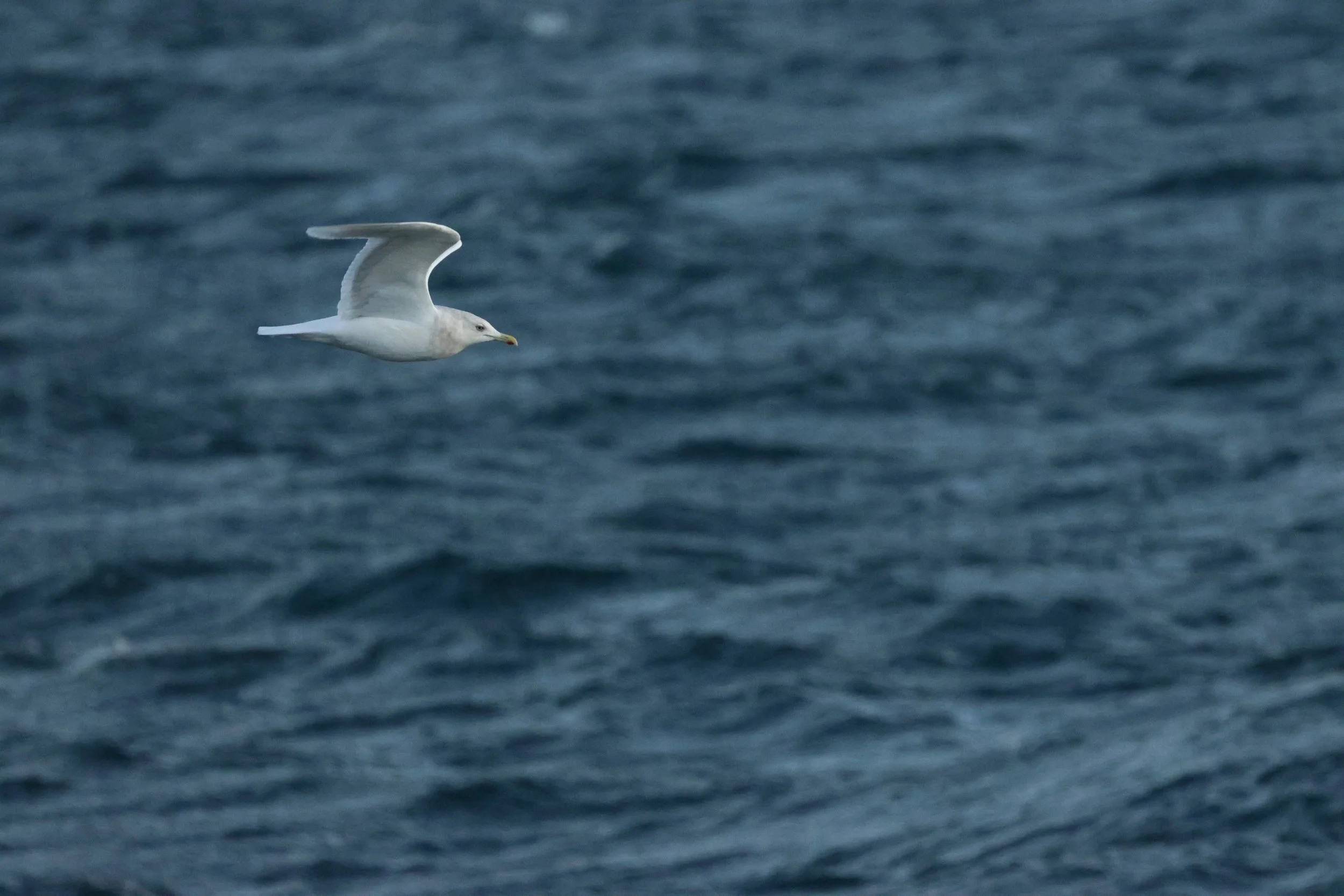 2025_12_30_1100_KON_GISELA (113).JPG