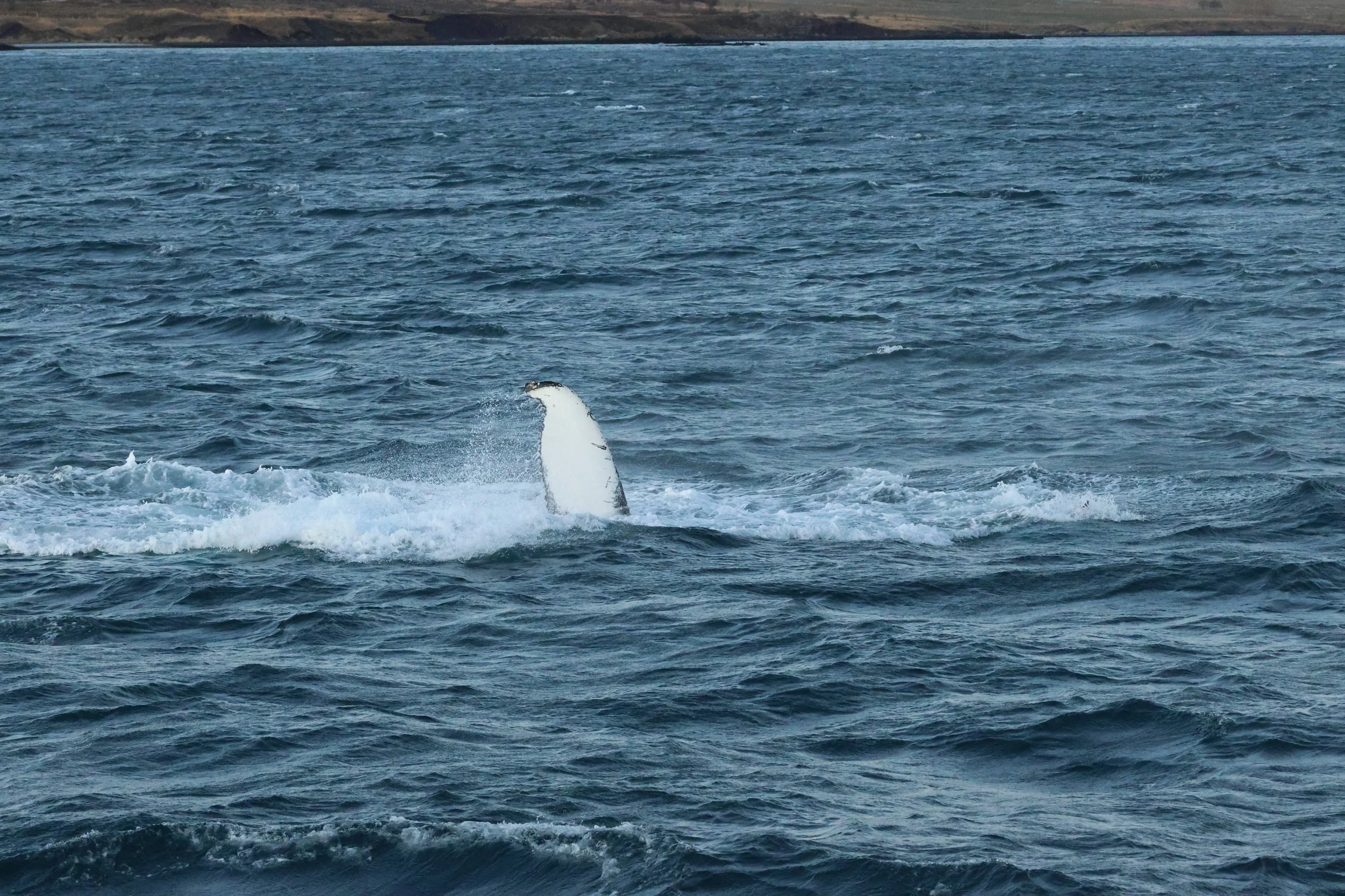 2025_12_30_1100_KON_GISELA (115).JPG