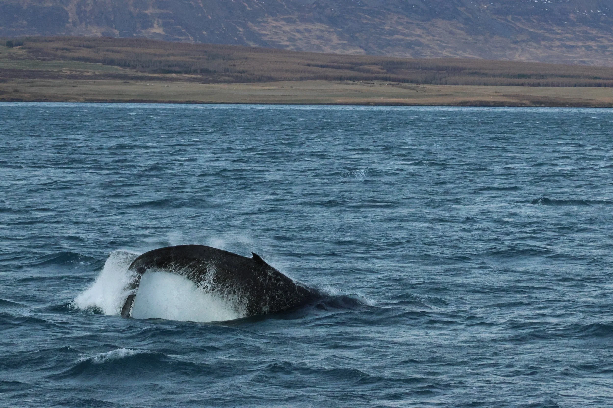 2025_12_30_1100_KON_GISELA (116).JPG