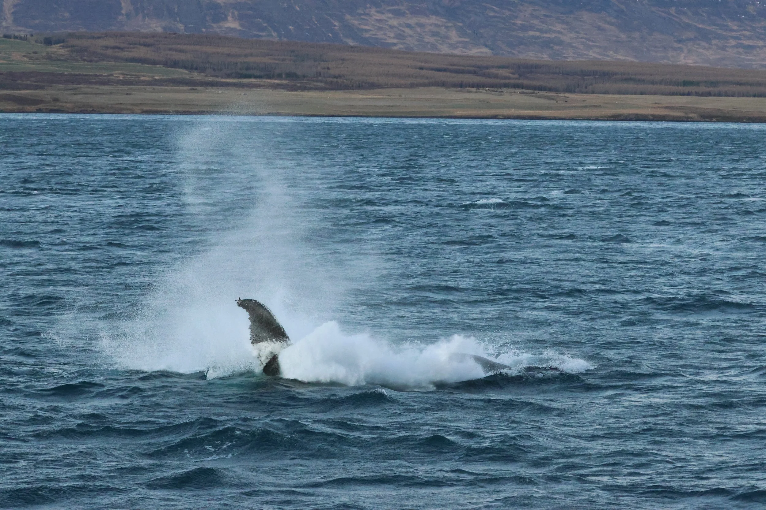 2025_12_30_1100_KON_GISELA (118).JPG