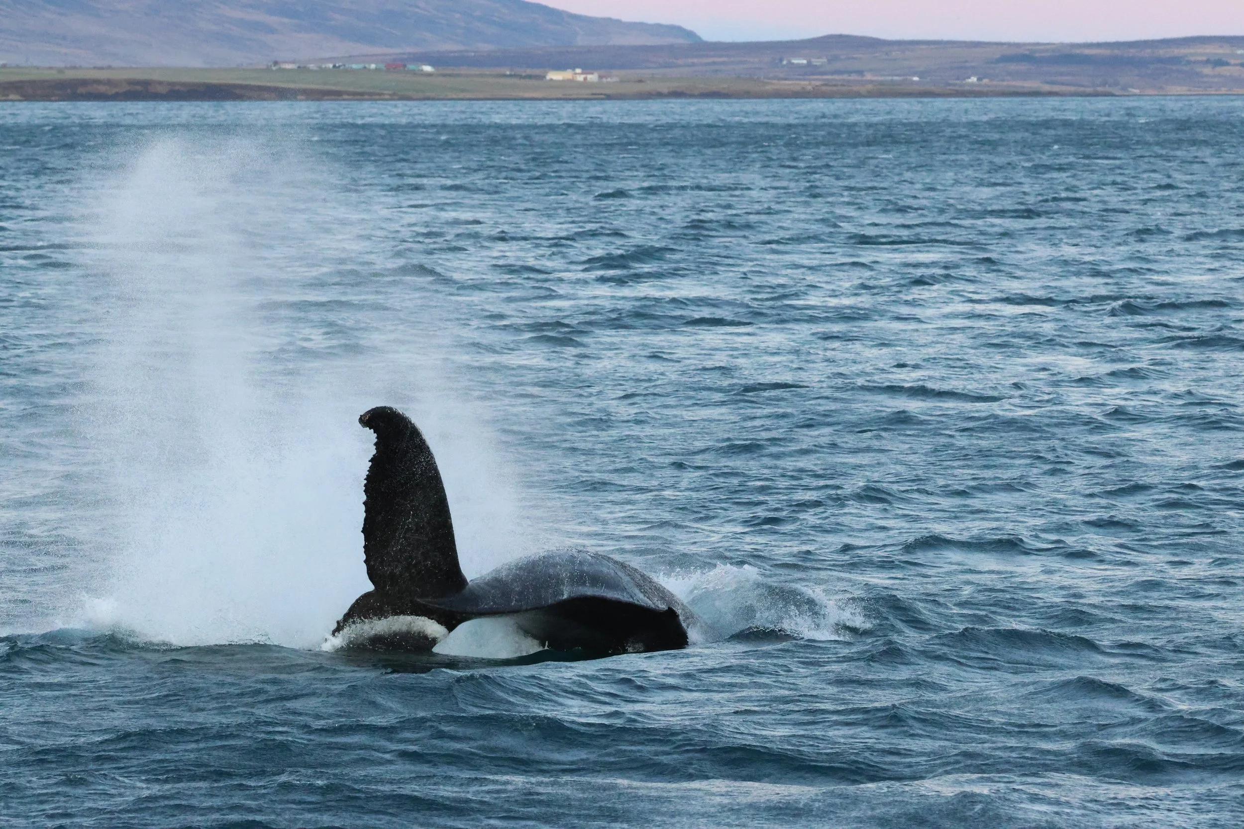 2025_12_30_1100_KON_GISELA (121).JPG