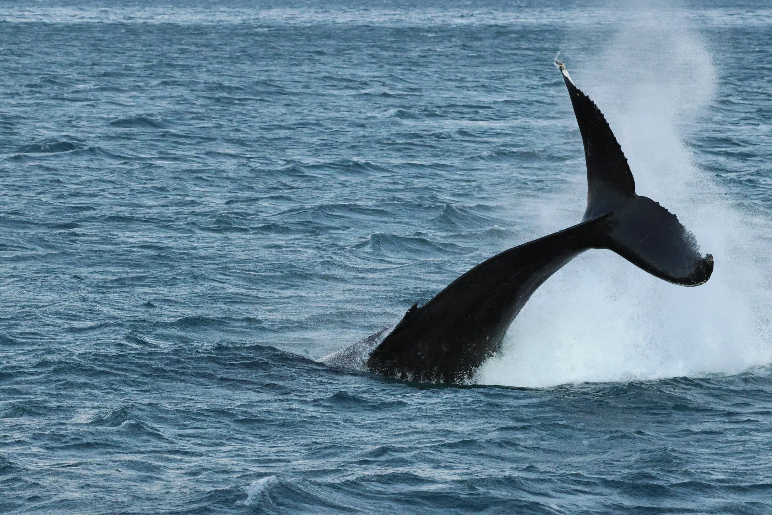 2025_12_30_1100_KON_GISELA (123).JPG