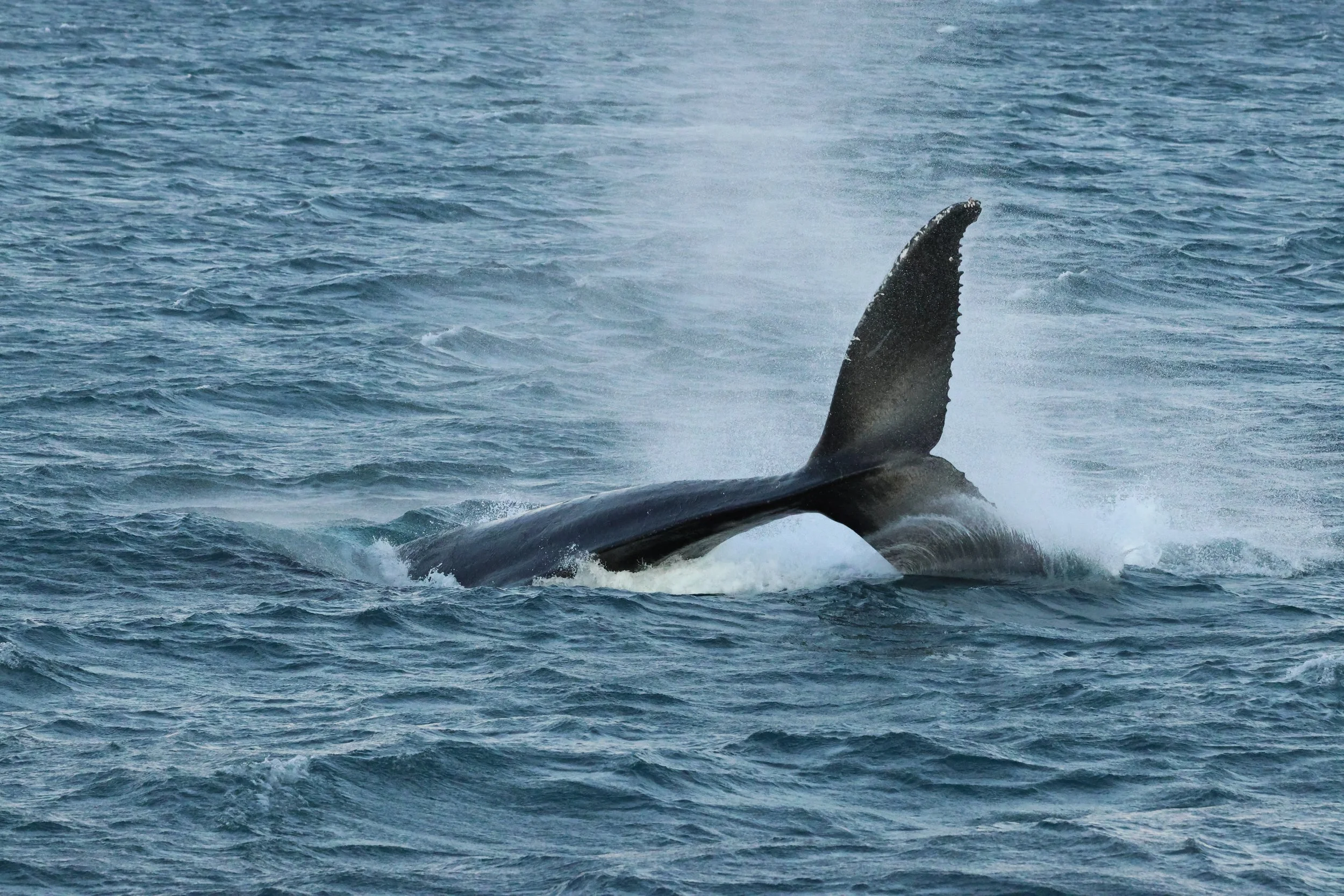 2025_12_30_1100_KON_GISELA (124).JPG