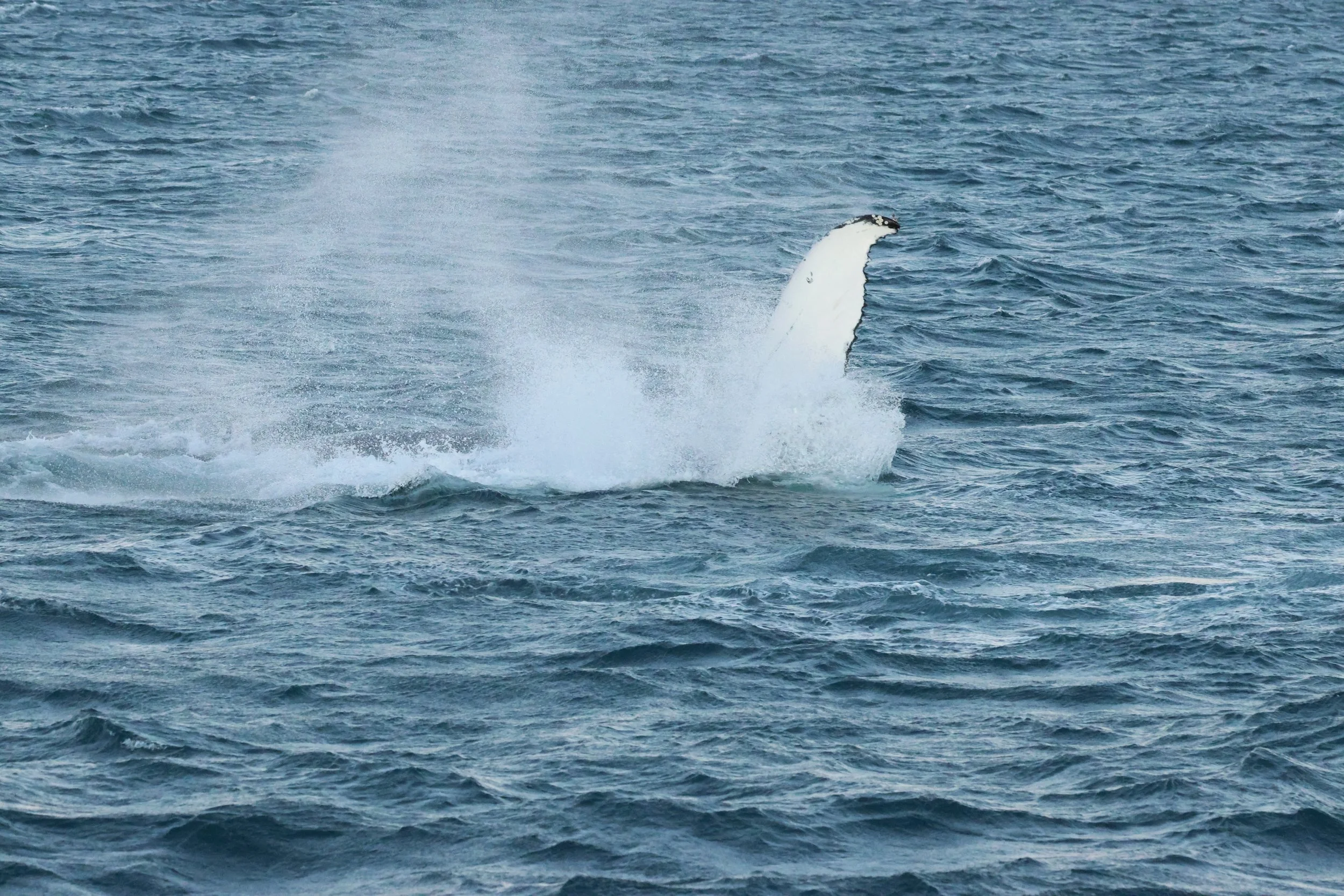 2025_12_30_1100_KON_GISELA (127).JPG